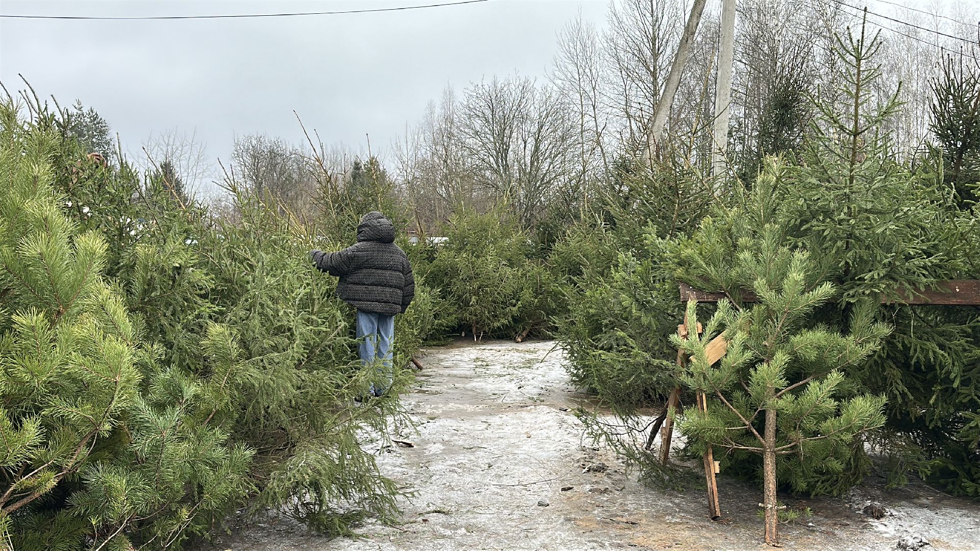 Акция ель домой , Дмитровский городской округ , Ель, Ель на новый год, Питомник елей,