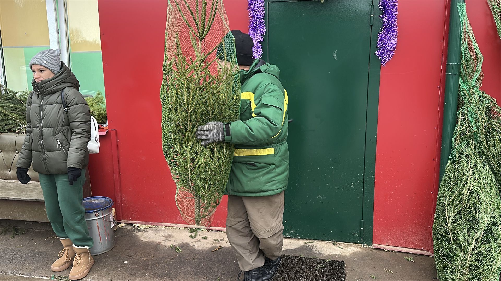 Акция ель домой , Дмитровский городской округ , Ель, Ель на новый год, Питомник елей,