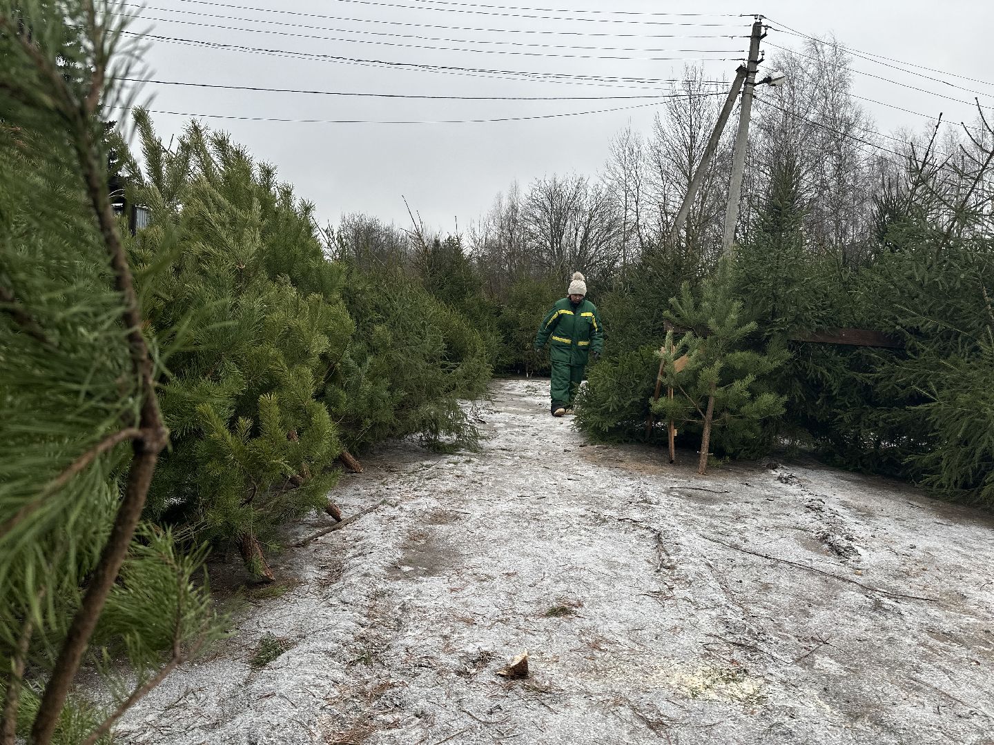 Акция ель домой , Дмитровский городской округ , Ель, Ель на новый год, Питомник елей,