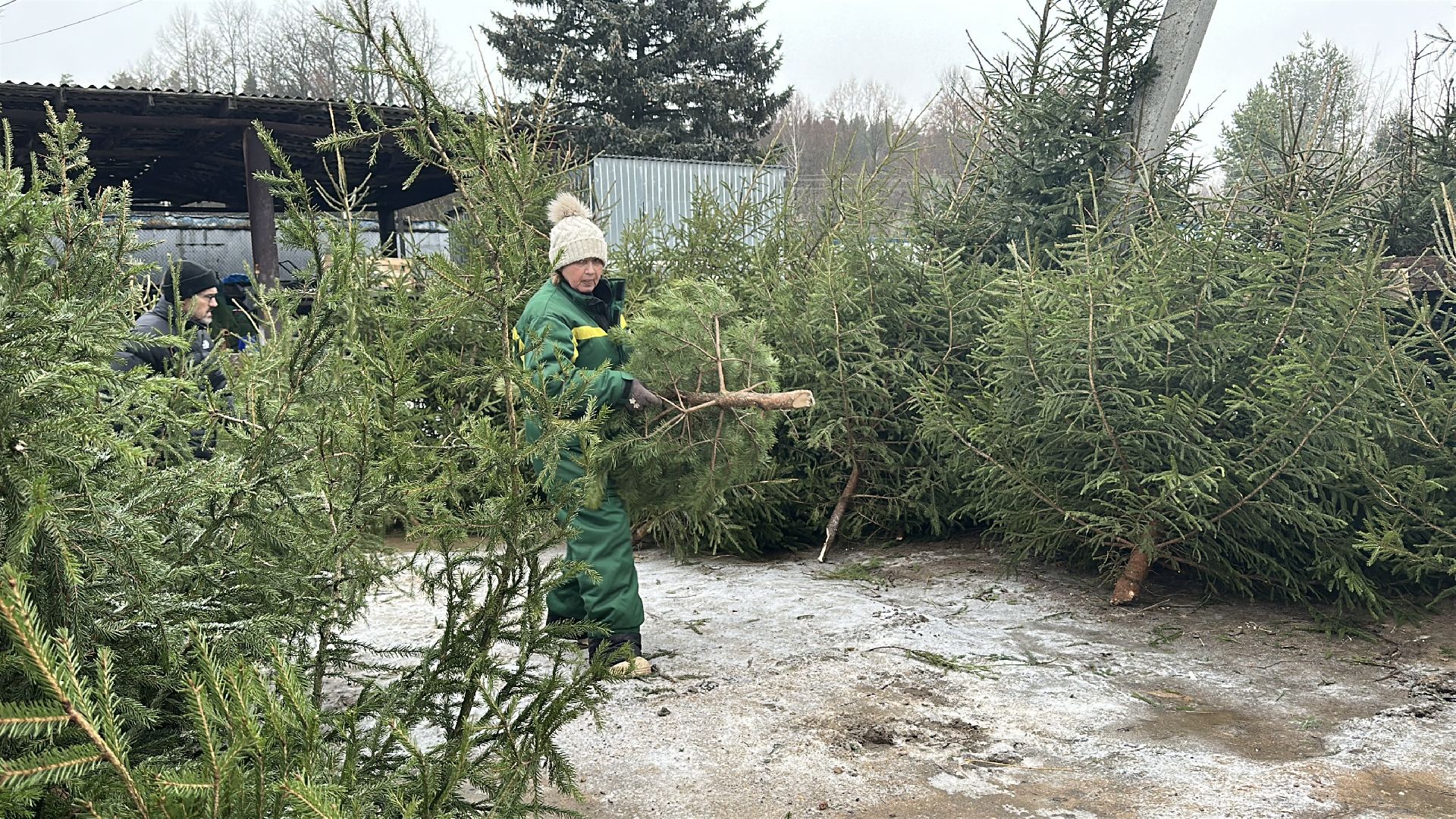 Акция ель домой , Дмитровский городской округ , Ель, Ель на новый год, Питомник елей,