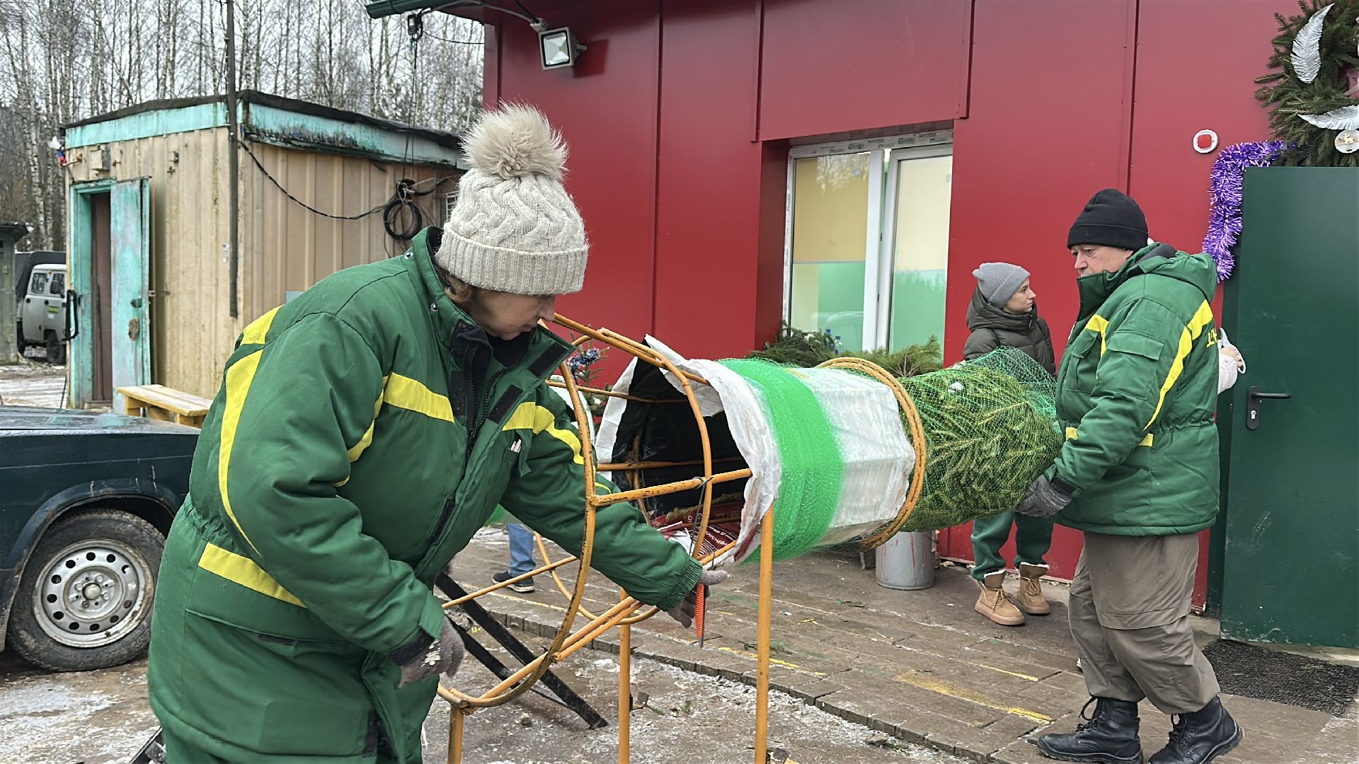 Акция ель домой , Дмитровский городской округ , Ель, Ель на новый год, Питомник елей,
