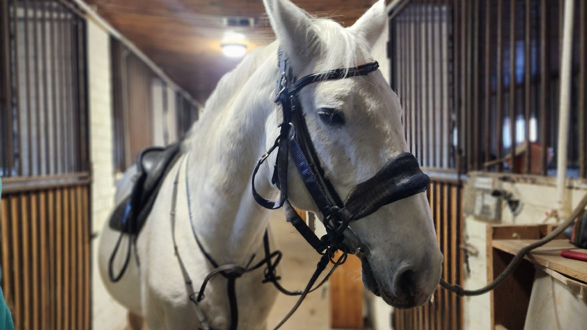 год лошади, волоколамск, символ нового года,
