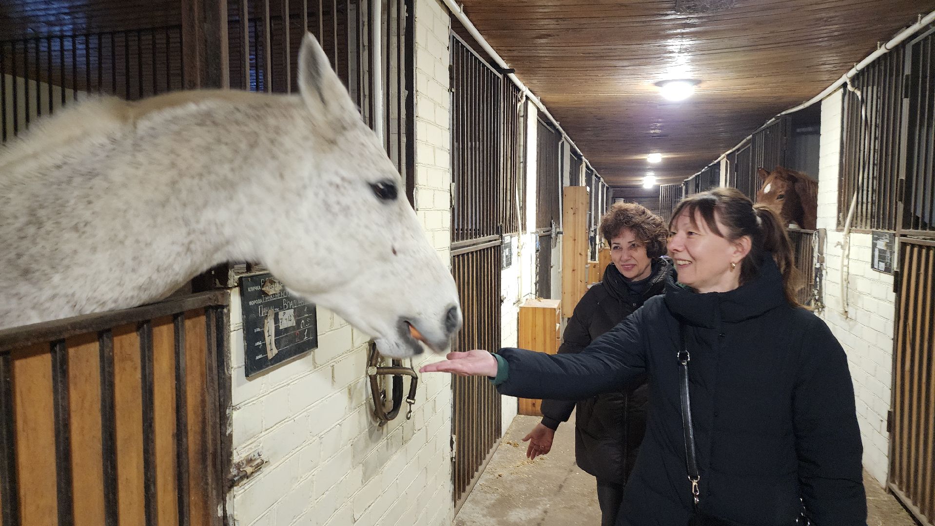 год лошади, волоколамск, символ нового года,