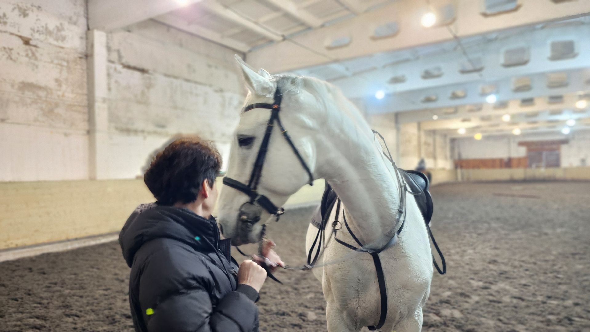 год лошади, волоколамск, символ нового года,