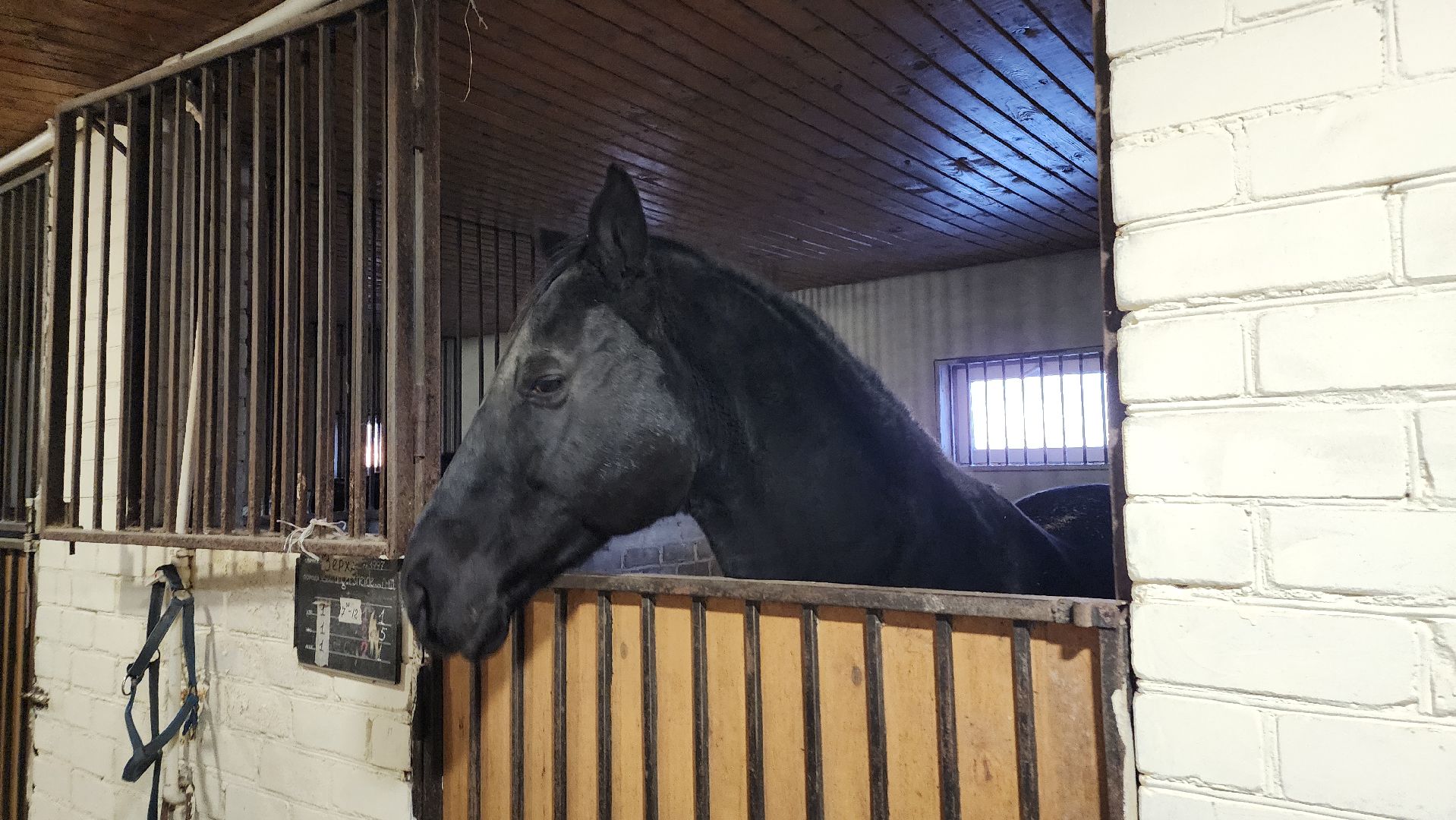 год лошади, волоколамск, символ нового года,