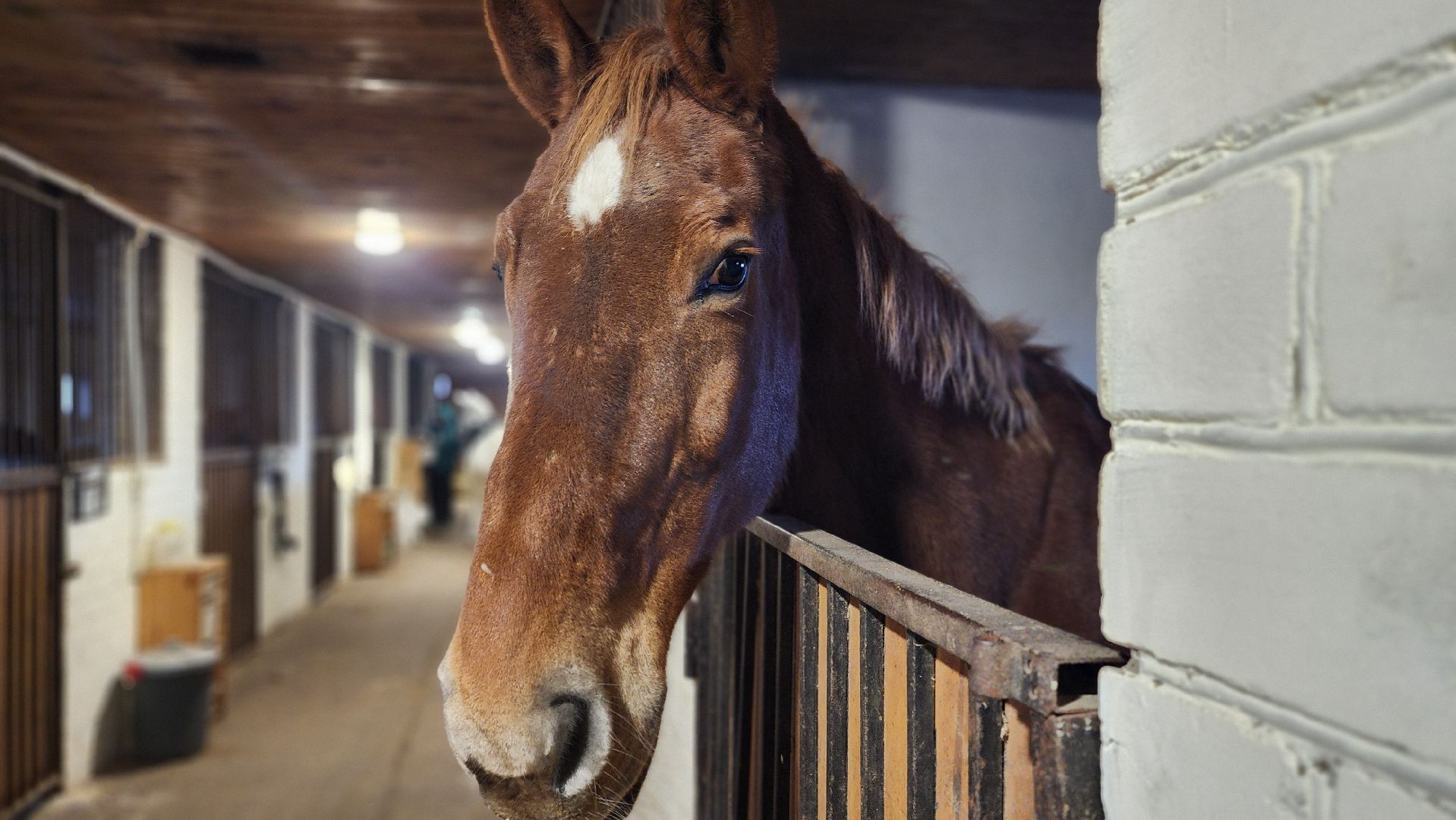 год лошади, волоколамск, символ нового года,