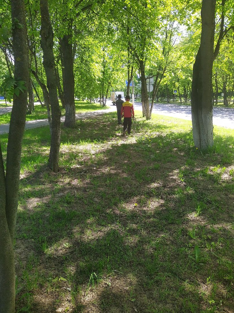 Долгопрудный, опиловка, деревья, ветки