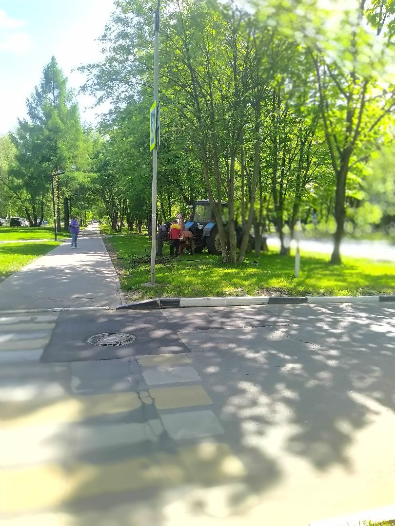 Долгопрудный, опиловка, деревья, ветки