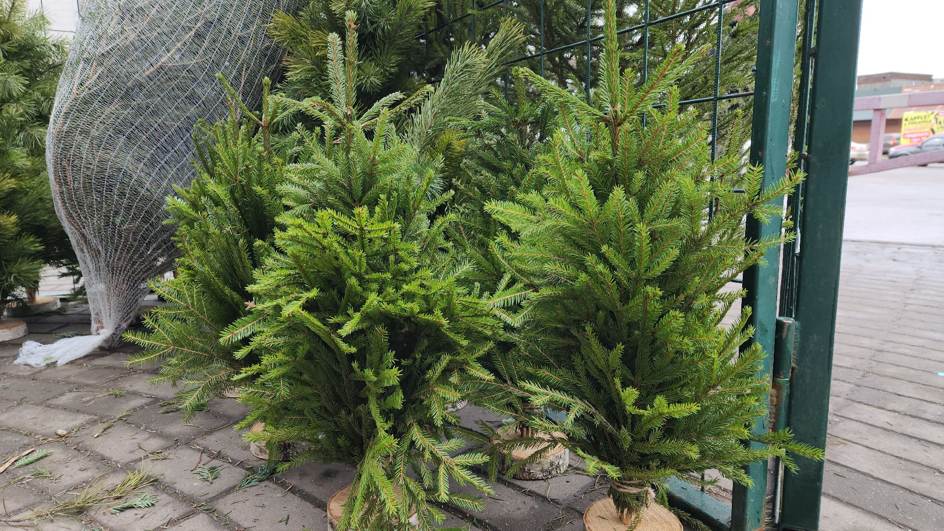 луховицы, елочный базар, зима в подмосковье, новый год 2026,