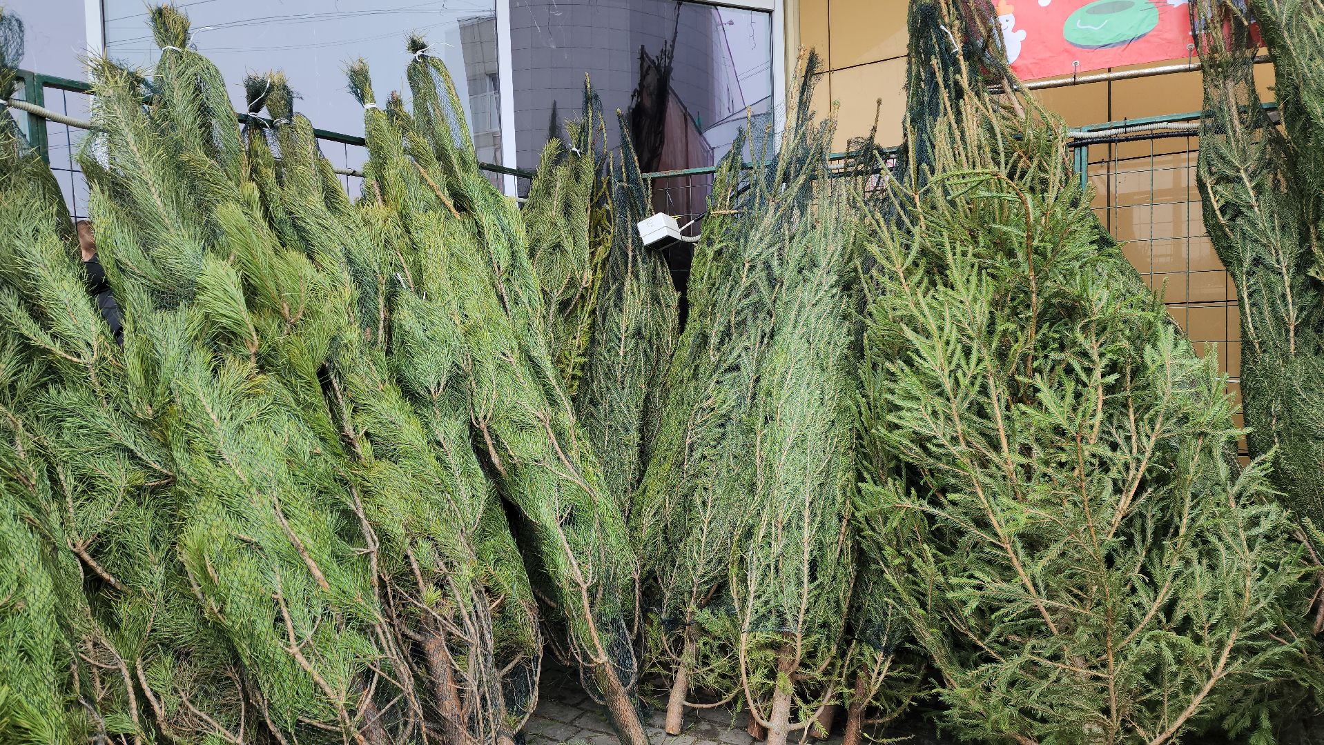 луховицы, елочный базар, зима в подмосковье, новый год 2026,