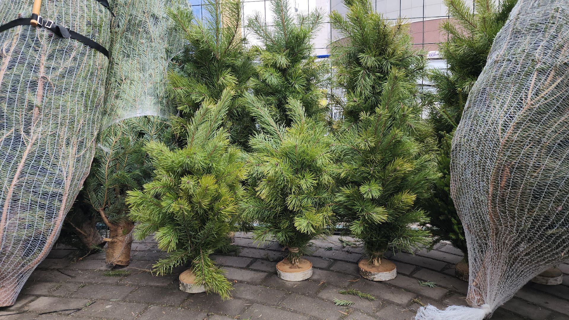 луховицы, елочный базар, зима в подмосковье, новый год 2026,