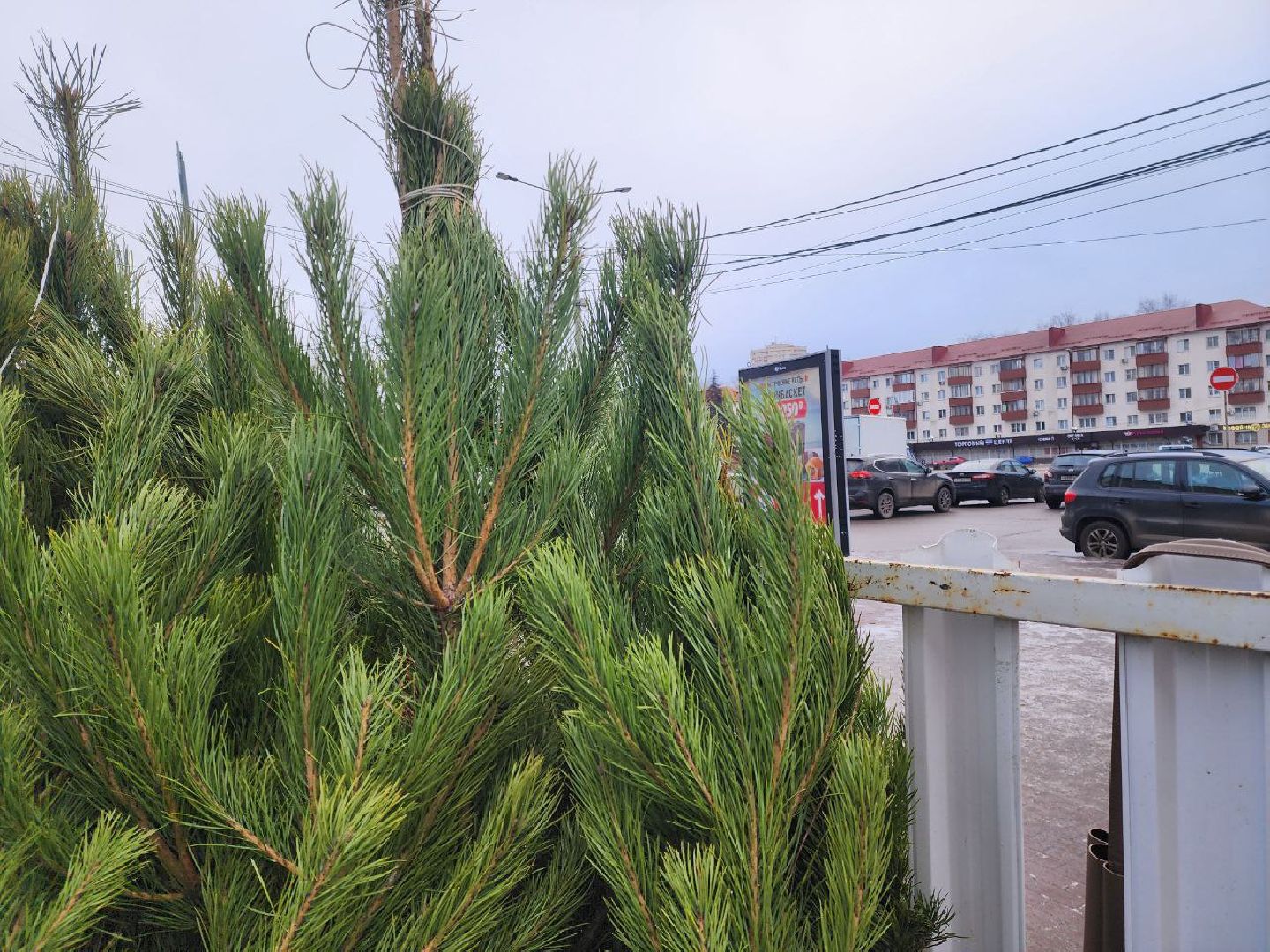 солнечногорск, елочный базар, новый 2026 год,