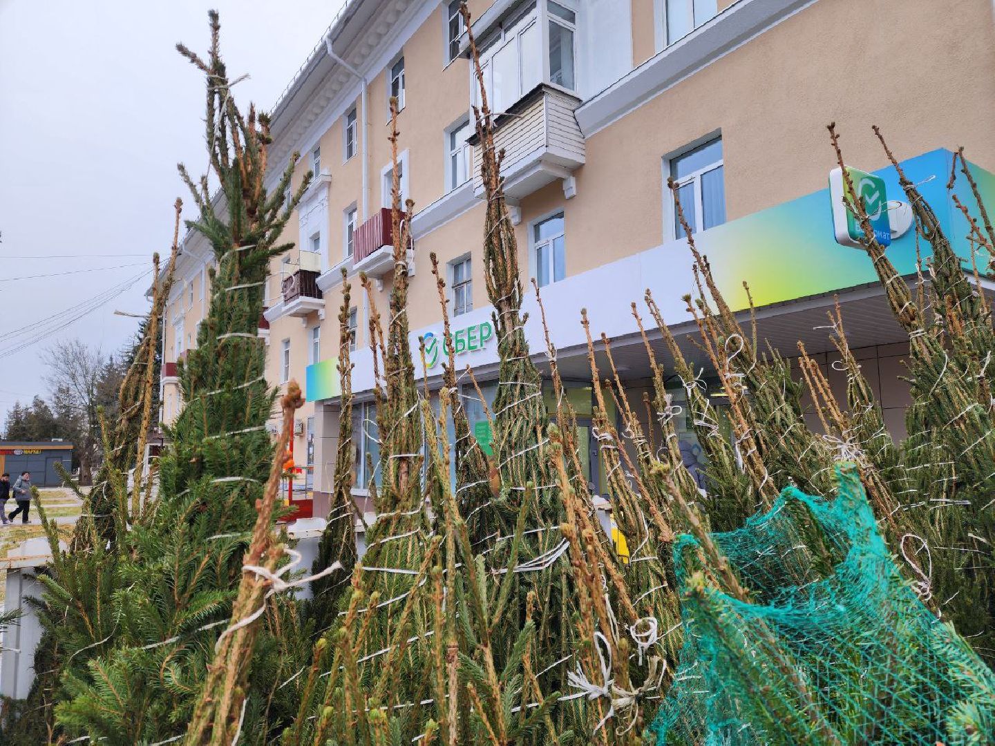 солнечногорск, елочный базар, новый 2026 год,