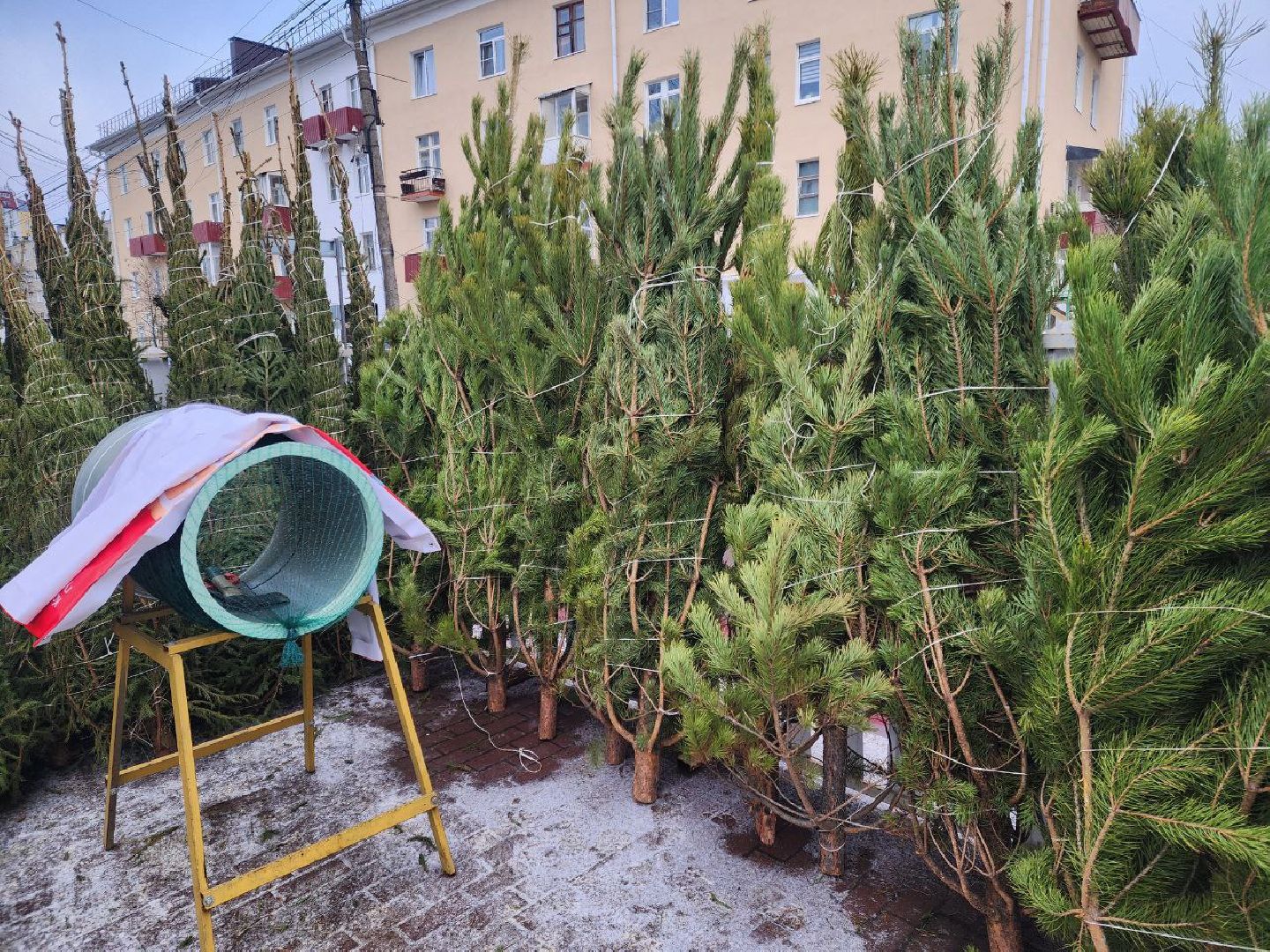 солнечногорск, елочный базар, новый 2026 год,