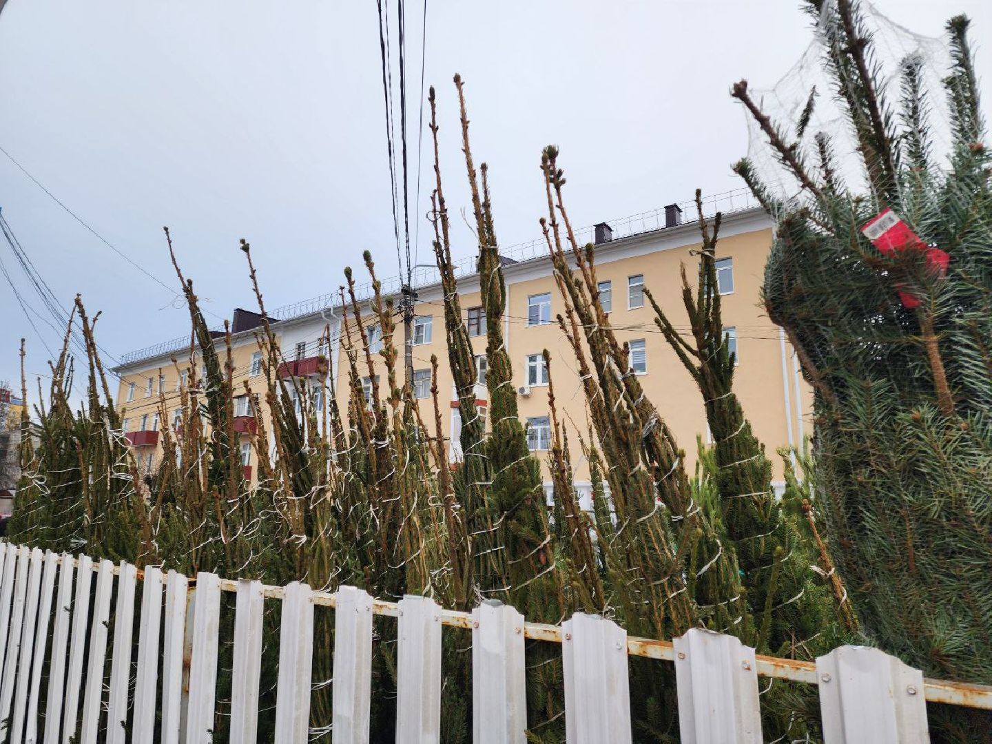 солнечногорск, елочный базар, новый 2026 год,