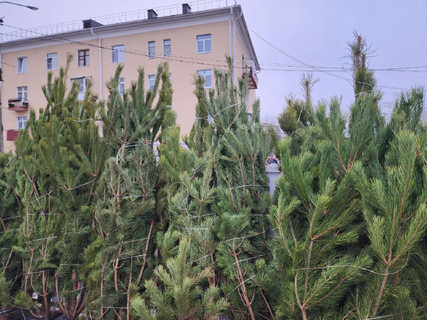 солнечногорск, елочный базар, новый 2026 год,