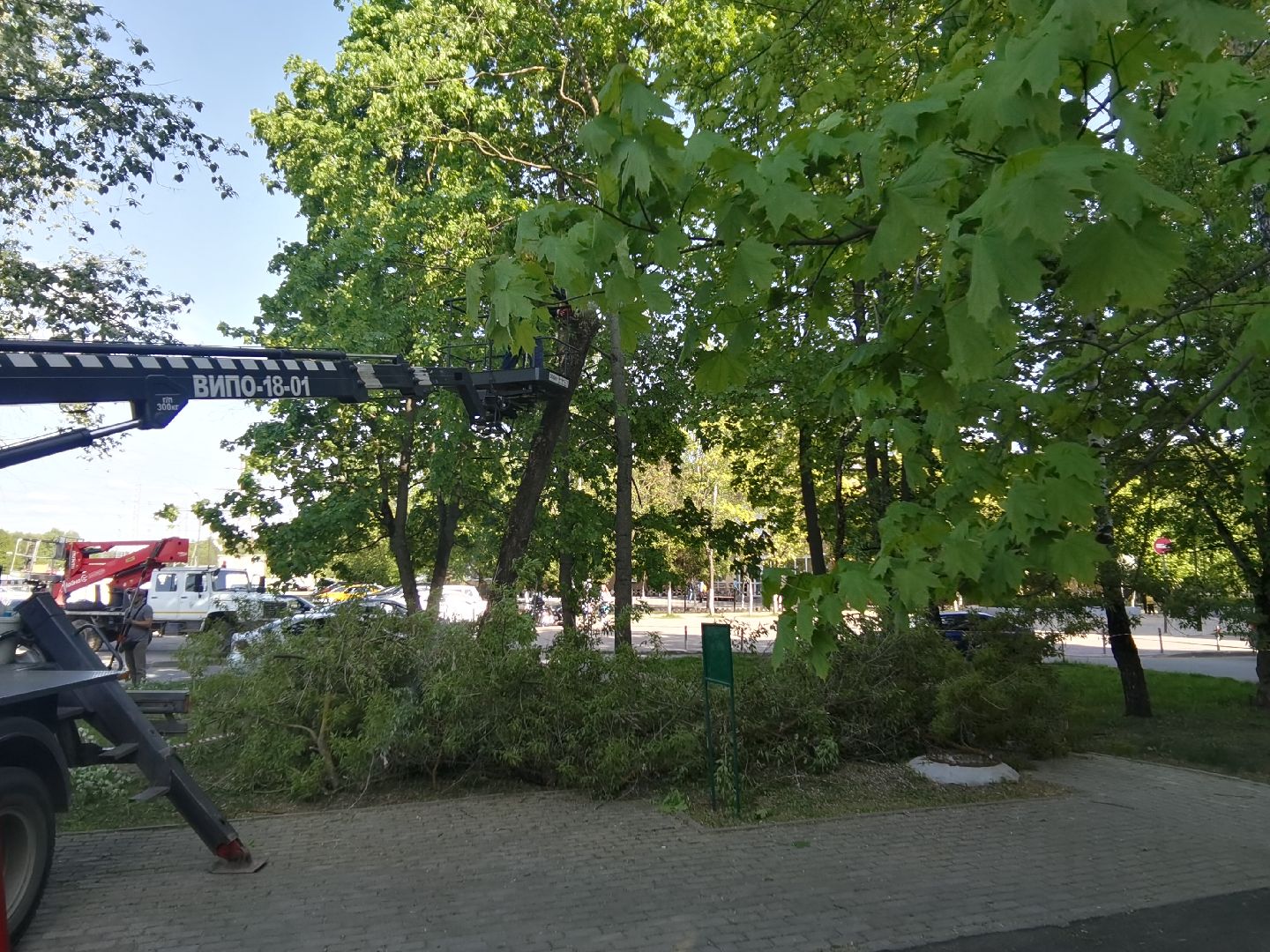 Балашиха, дерево, аварийное дерево, растения, улица Советская дом 24, Благоустройство, автовышка, бригада, спиливание веток, пень