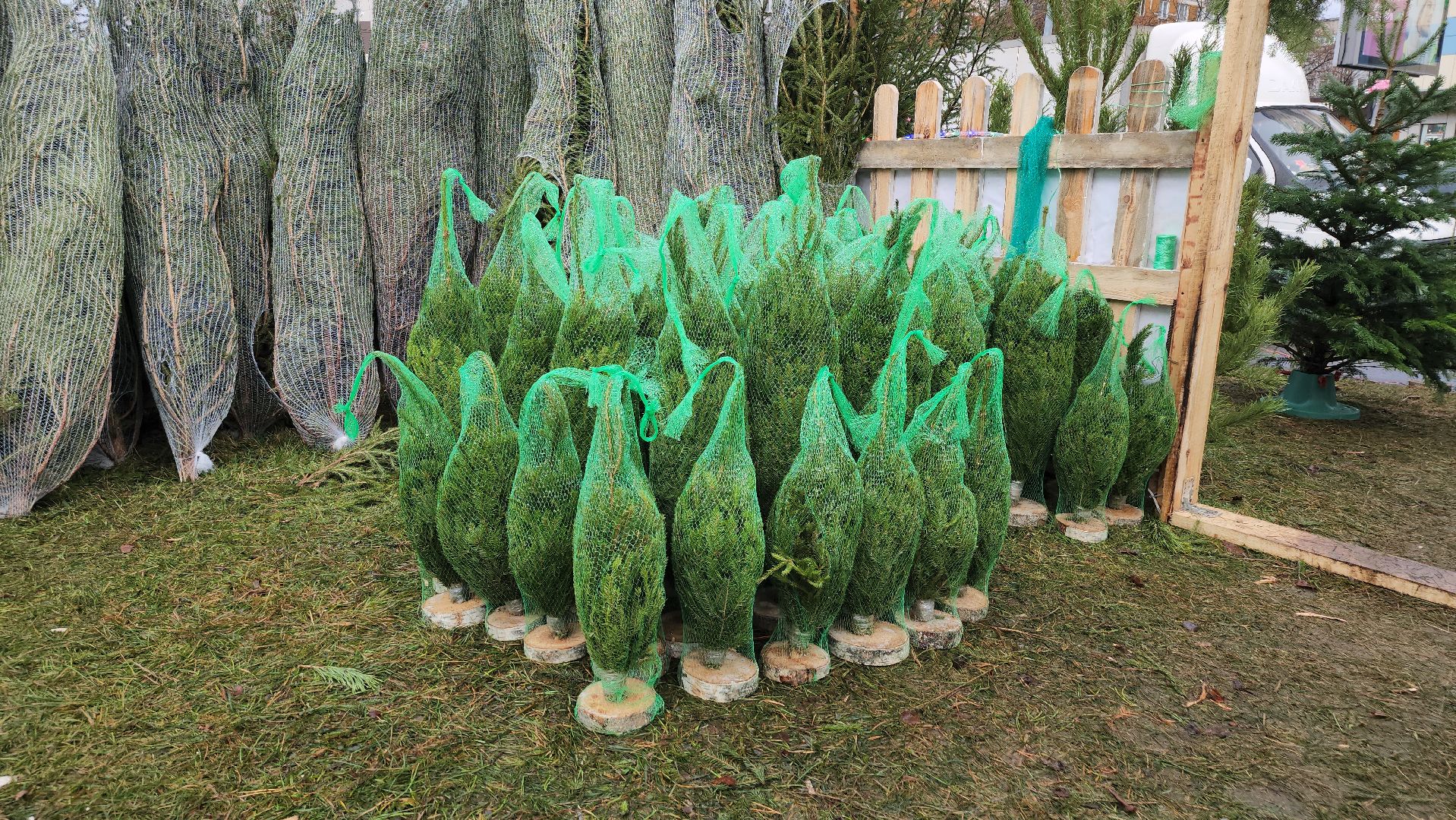 королёв, елочные базары, Елки в Королеве,