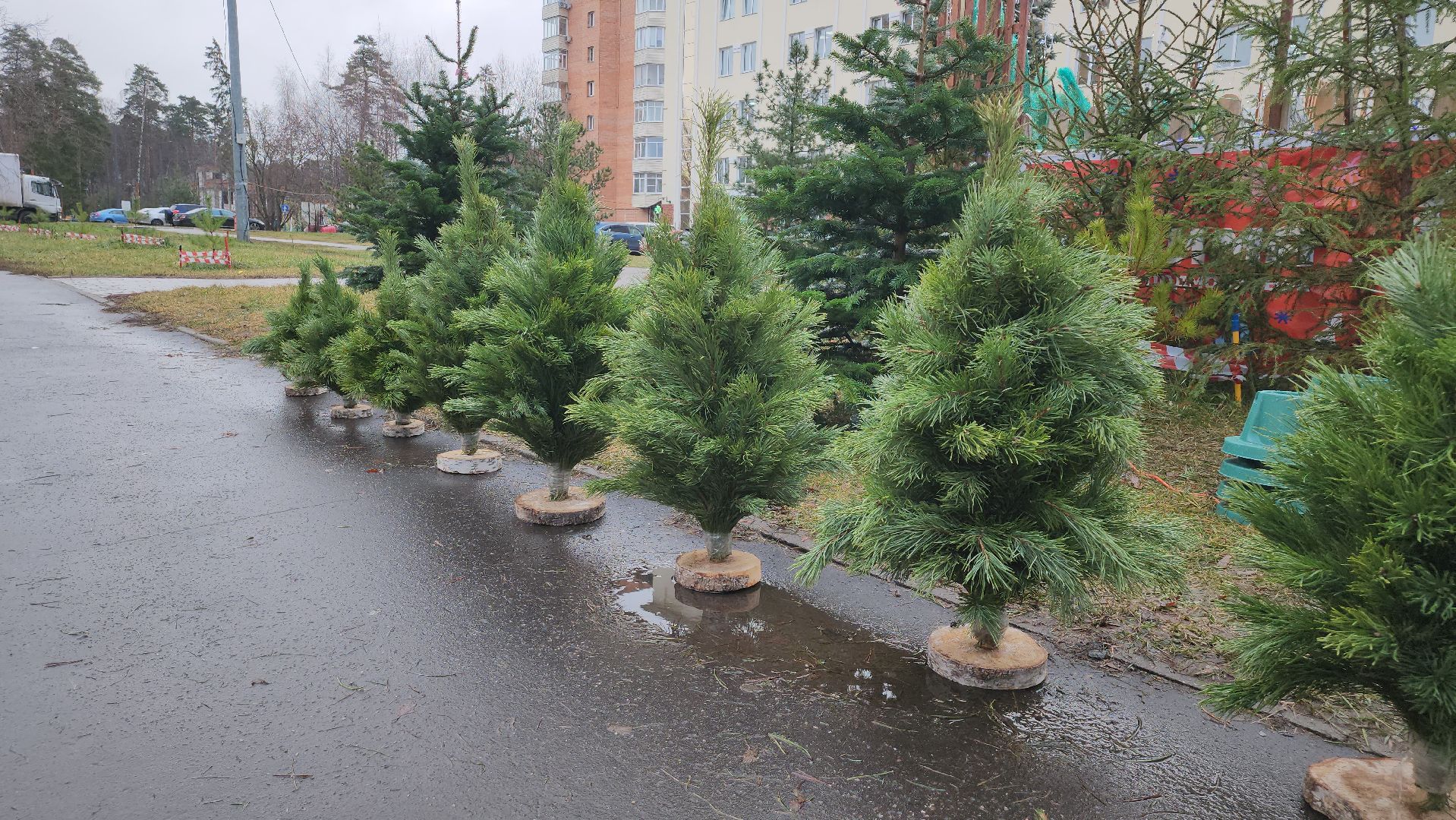 королёв, елочные базары, Елки в Королеве,