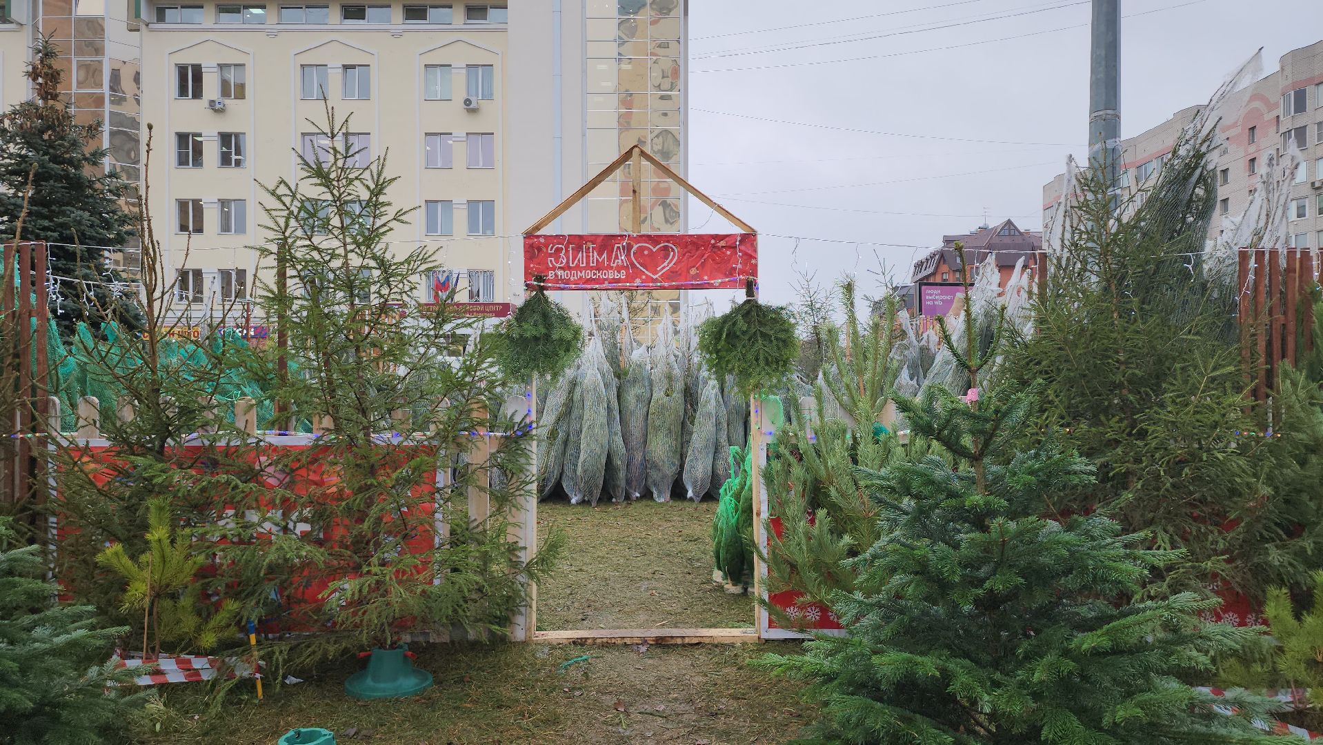 королёв, елочные базары, Елки в Королеве,