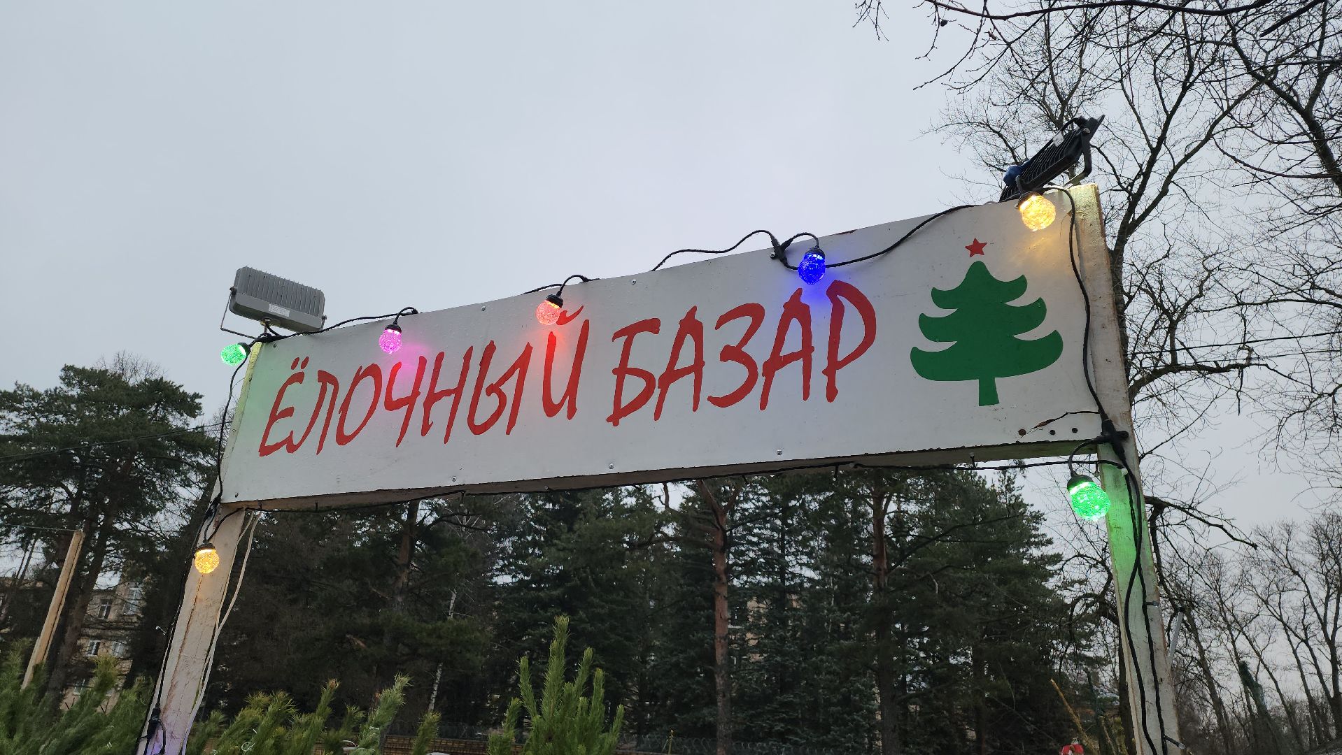 королёв, елочные базары, Елки в Королеве,