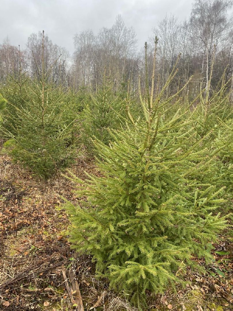 пущино, серпухов, новый год,