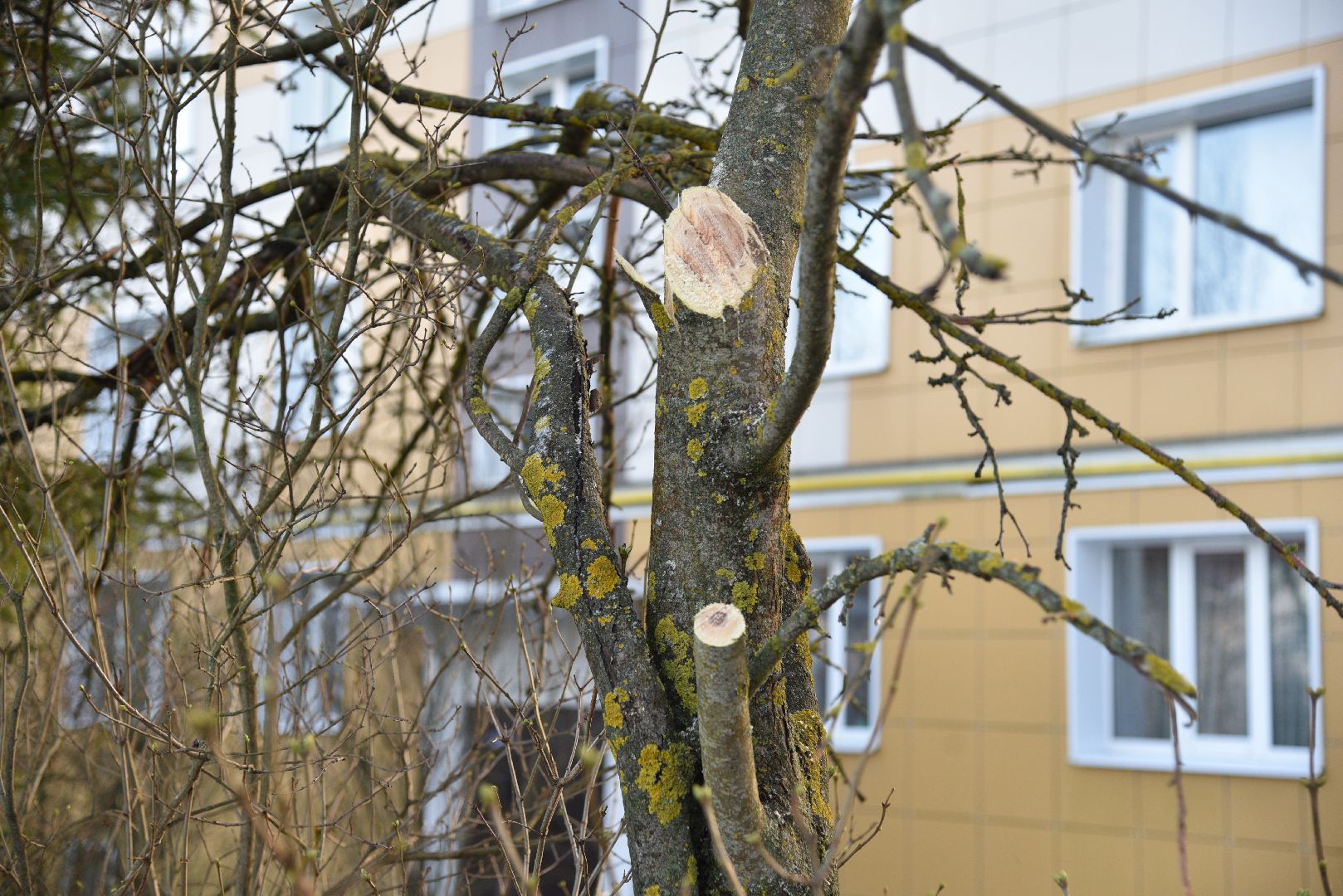 лотошино, добродел, благоустройство, обращения жителей,