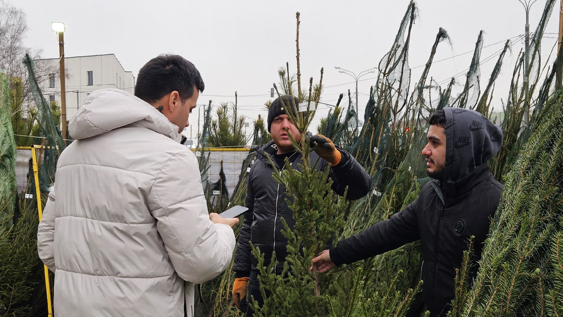 долгопрудный, елочный базар, ёлка, ель на новый год,