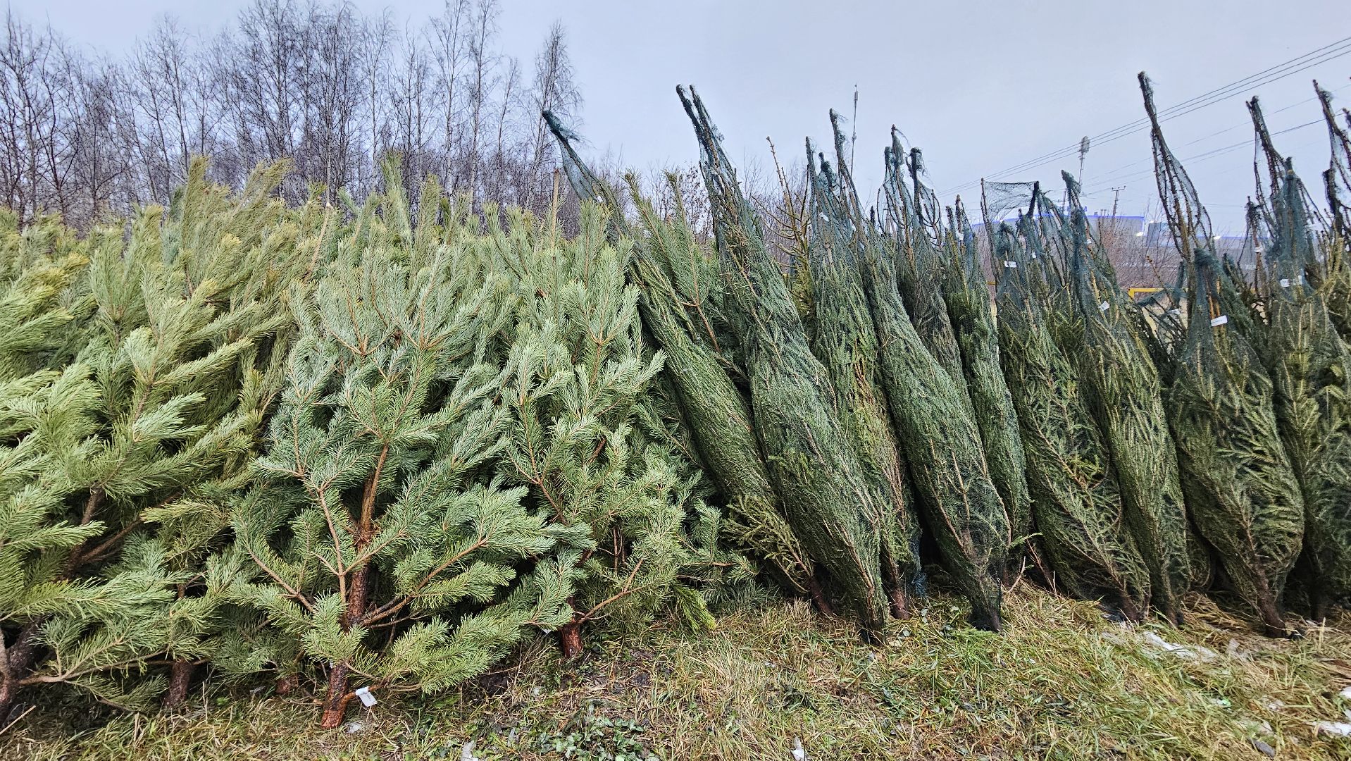 долгопрудный, елочный базар, ёлка, ель на новый год,