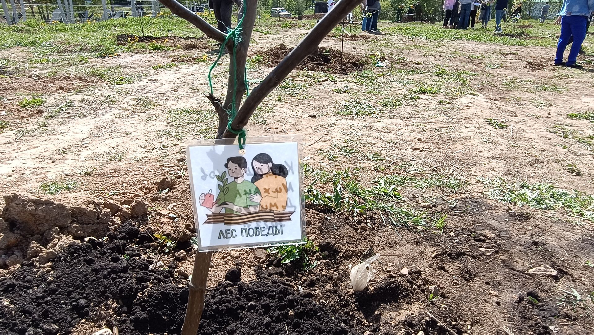 Лобня, дерево, акция