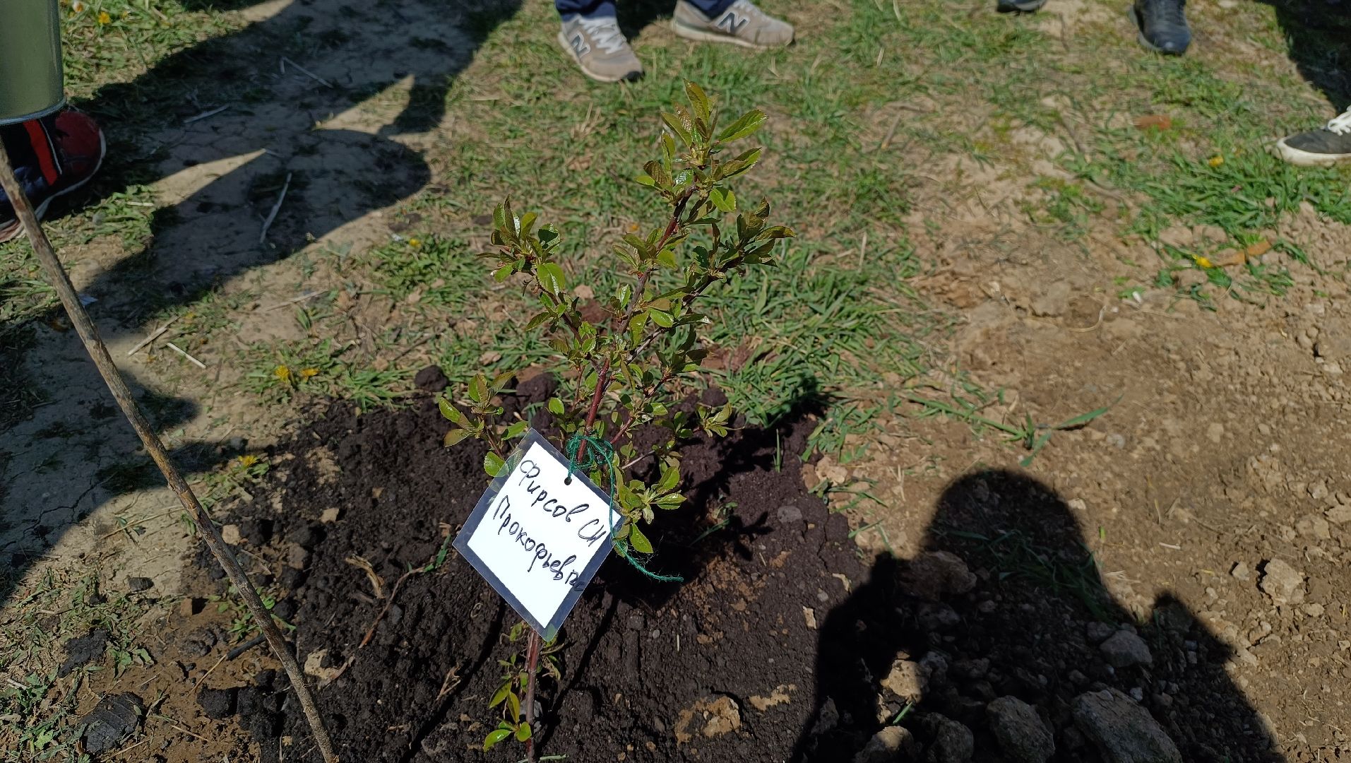 Лобня, дерево, акция