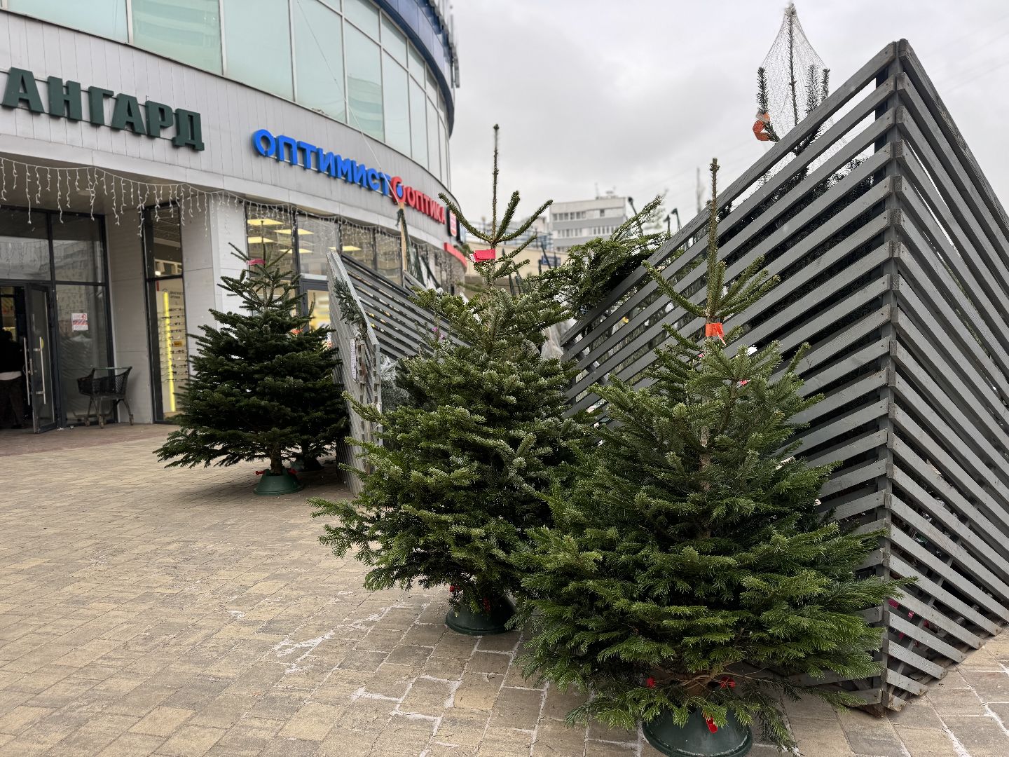 зима в подмосковье, ленинский городской округ, елочные базары, хвойные деревья,