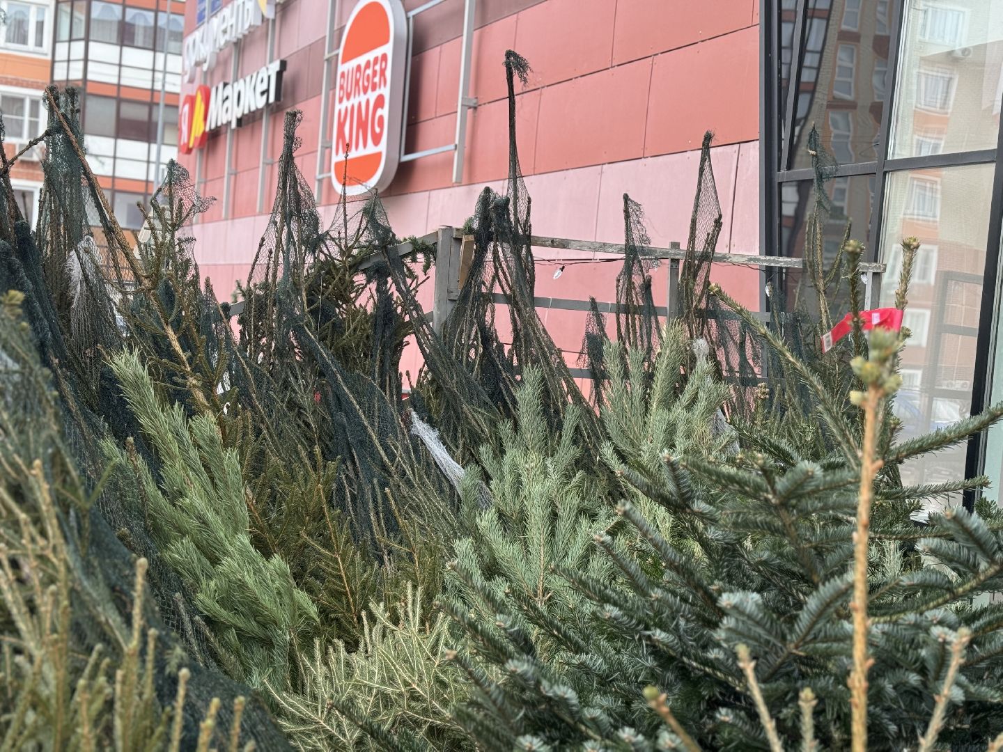 зима в подмосковье, ленинский городской округ, елочные базары, хвойные деревья,