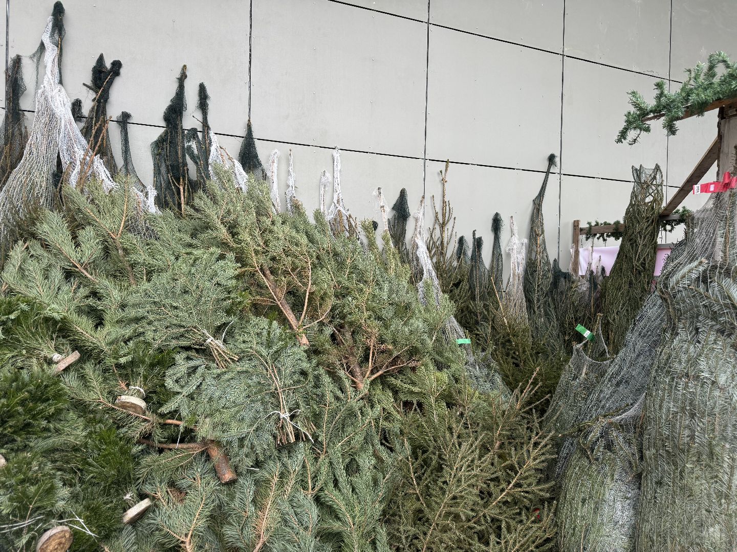 зима в подмосковье, ленинский городской округ, елочные базары, хвойные деревья,