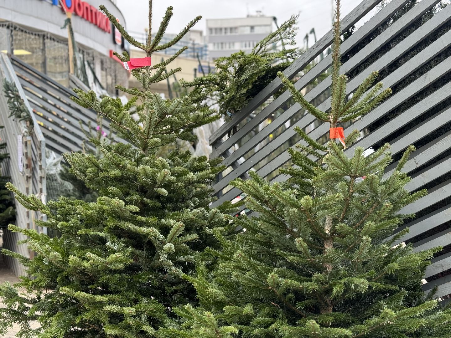 зима в подмосковье, ленинский городской округ, елочные базары, хвойные деревья,