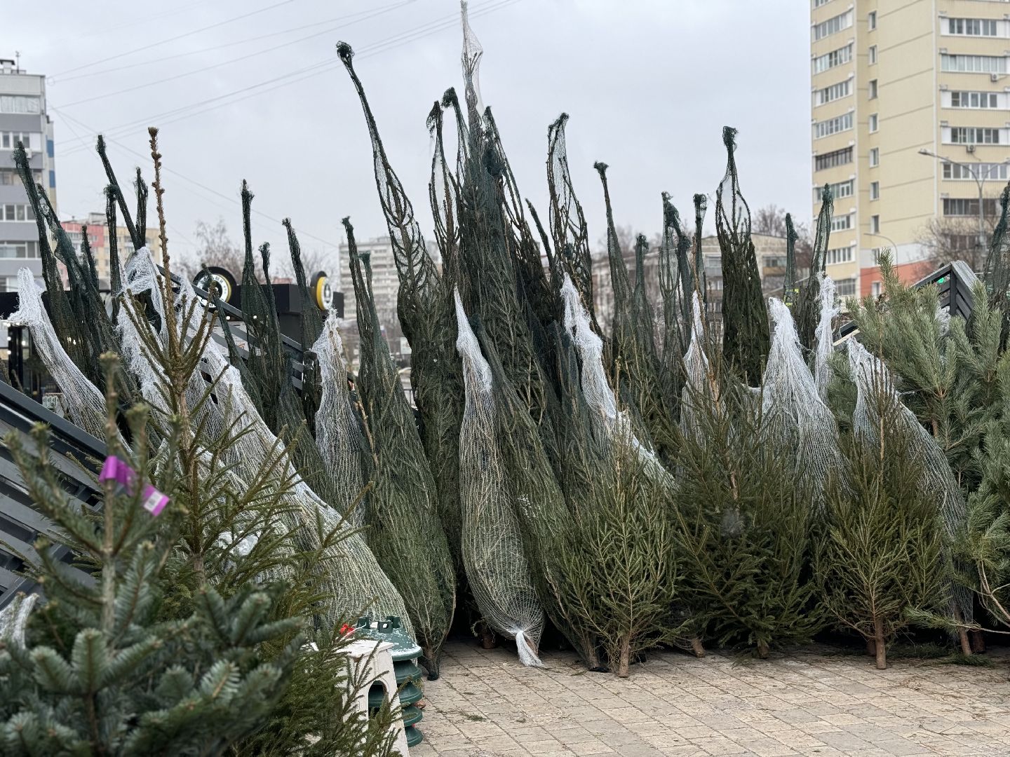 зима в подмосковье, ленинский городской округ, елочные базары, хвойные деревья,