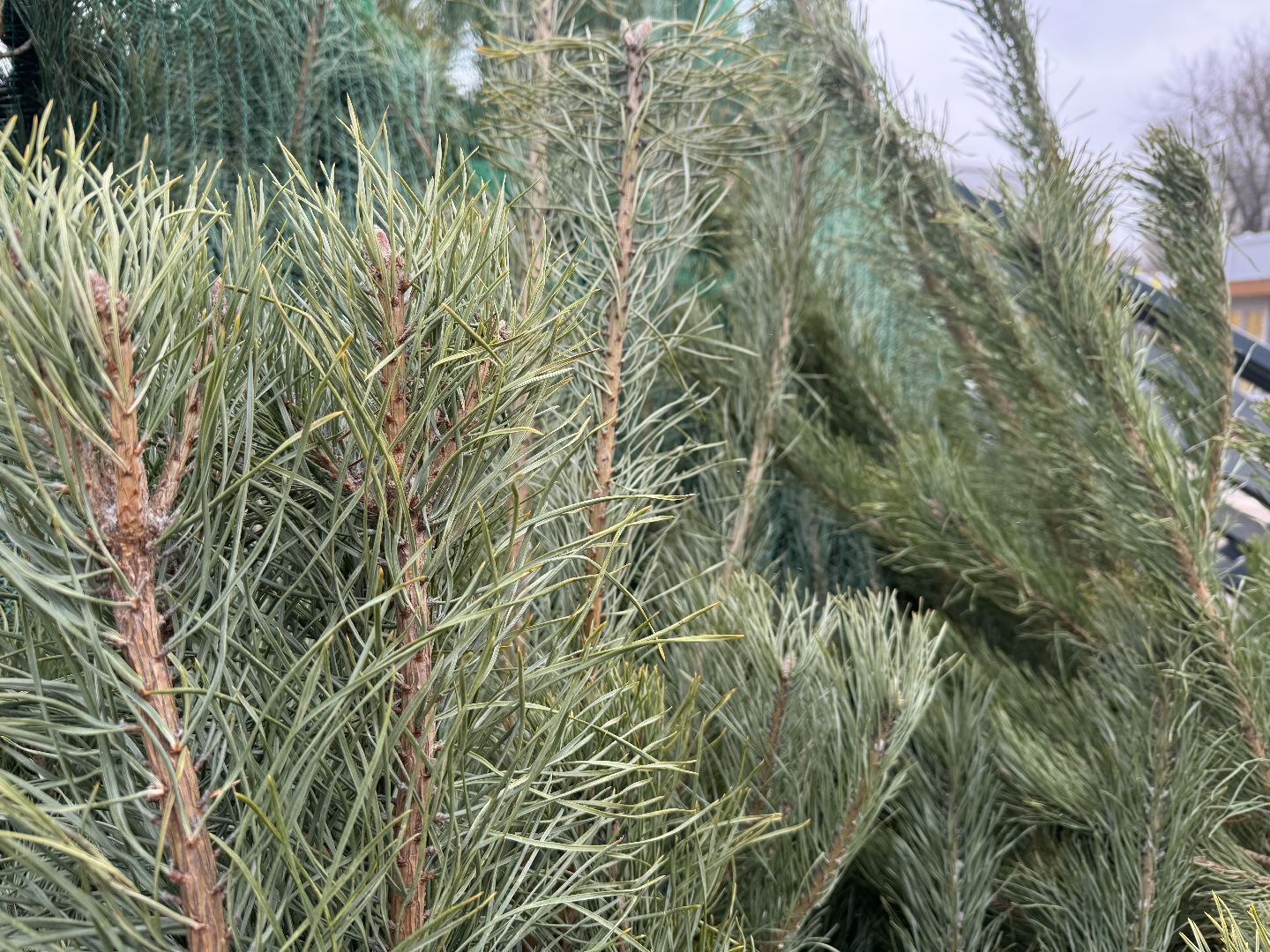 зима в подмосковье, ленинский городской округ, елочные базары, хвойные деревья,