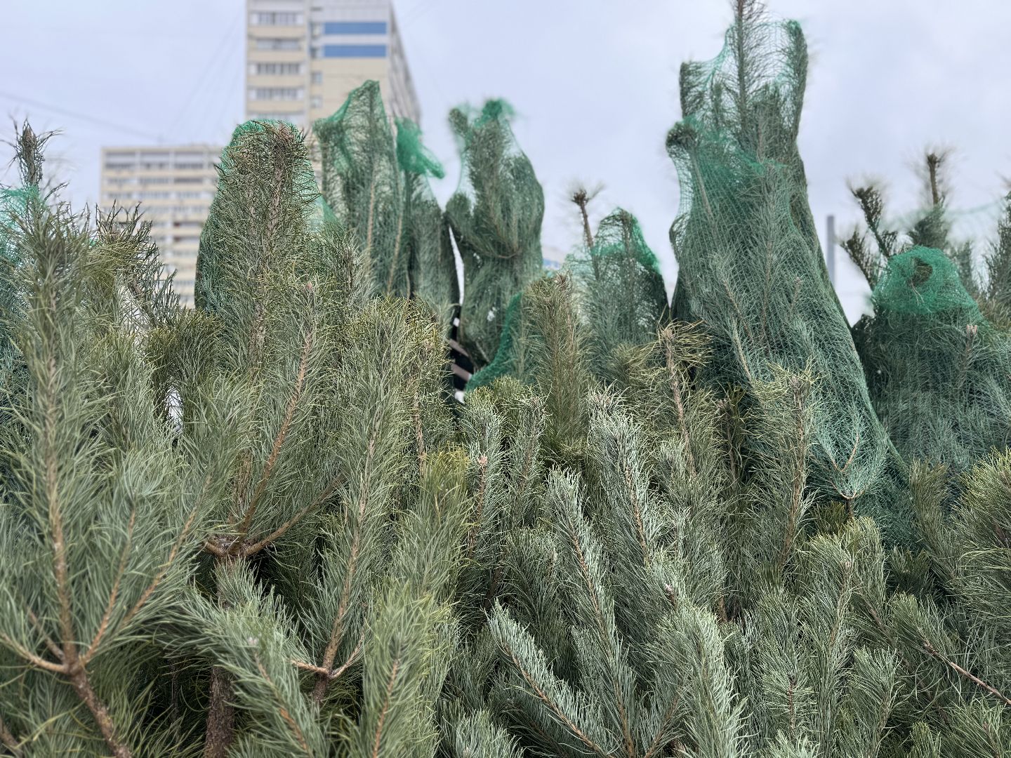 зима в подмосковье, ленинский городской округ, елочные базары, хвойные деревья,