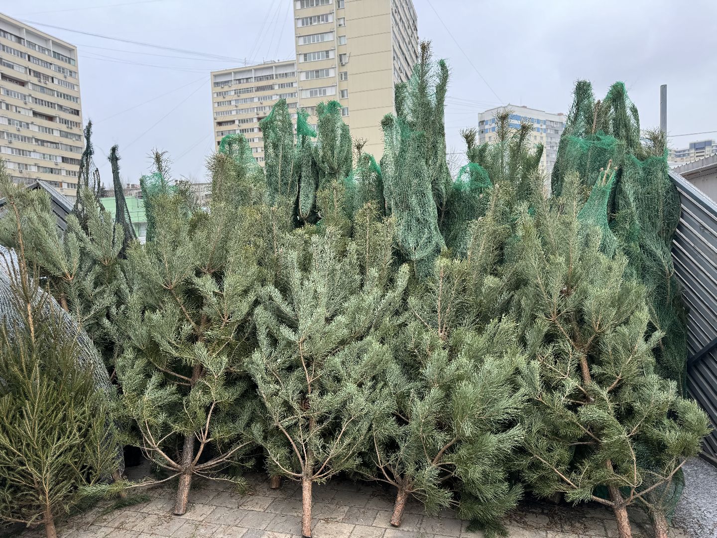 зима в подмосковье, ленинский городской округ, елочные базары, хвойные деревья,