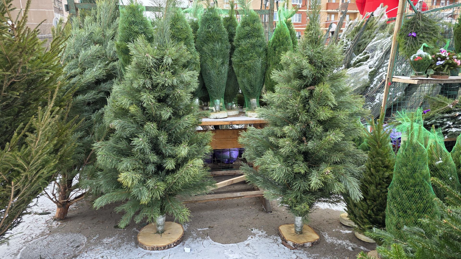 елочный базар, новый год, зима в подмосковье,