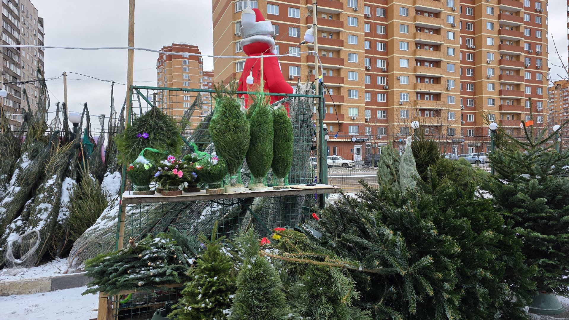 елочный базар, новый год, зима в подмосковье,