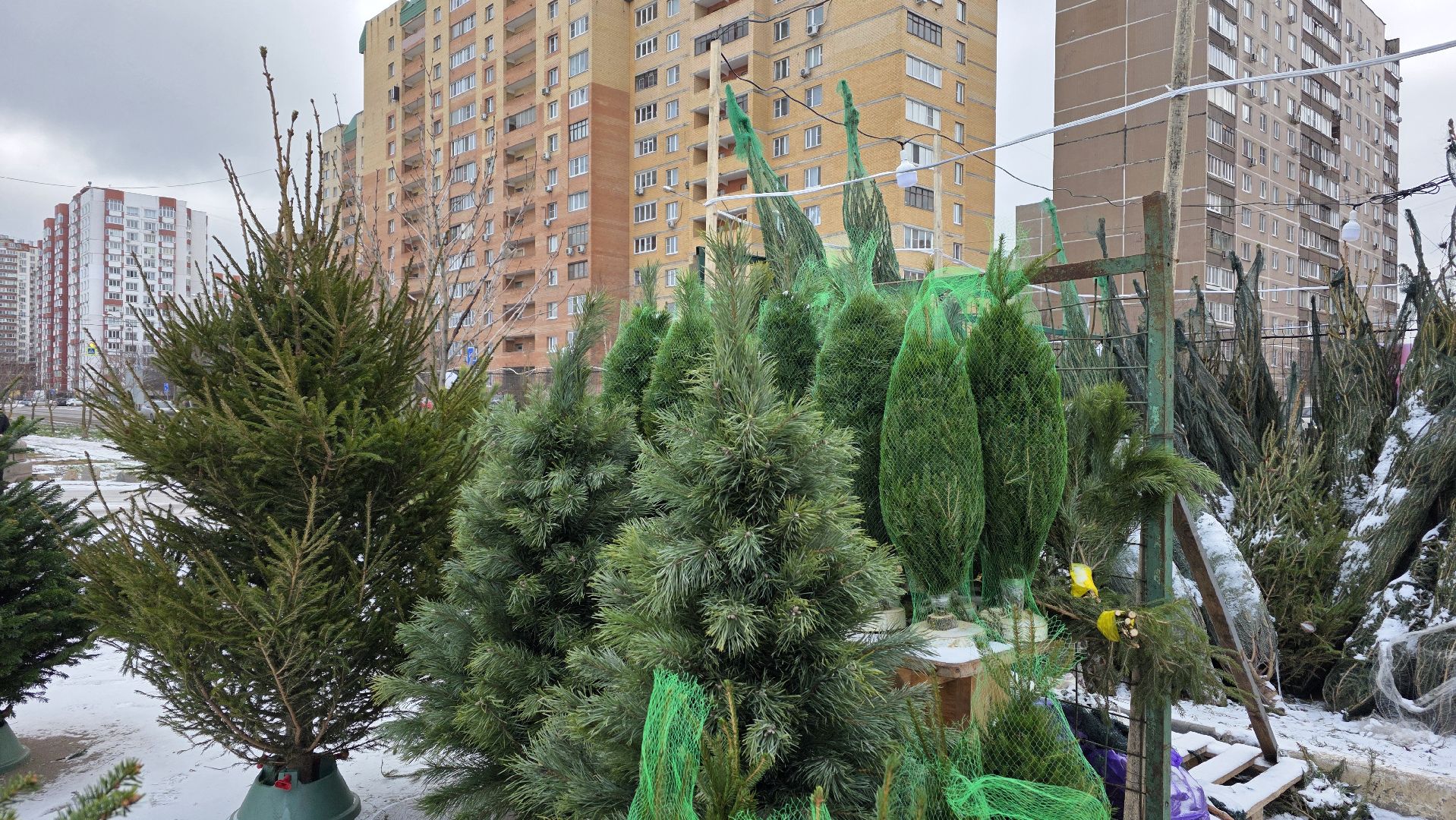 елочный базар, новый год, зима в подмосковье,