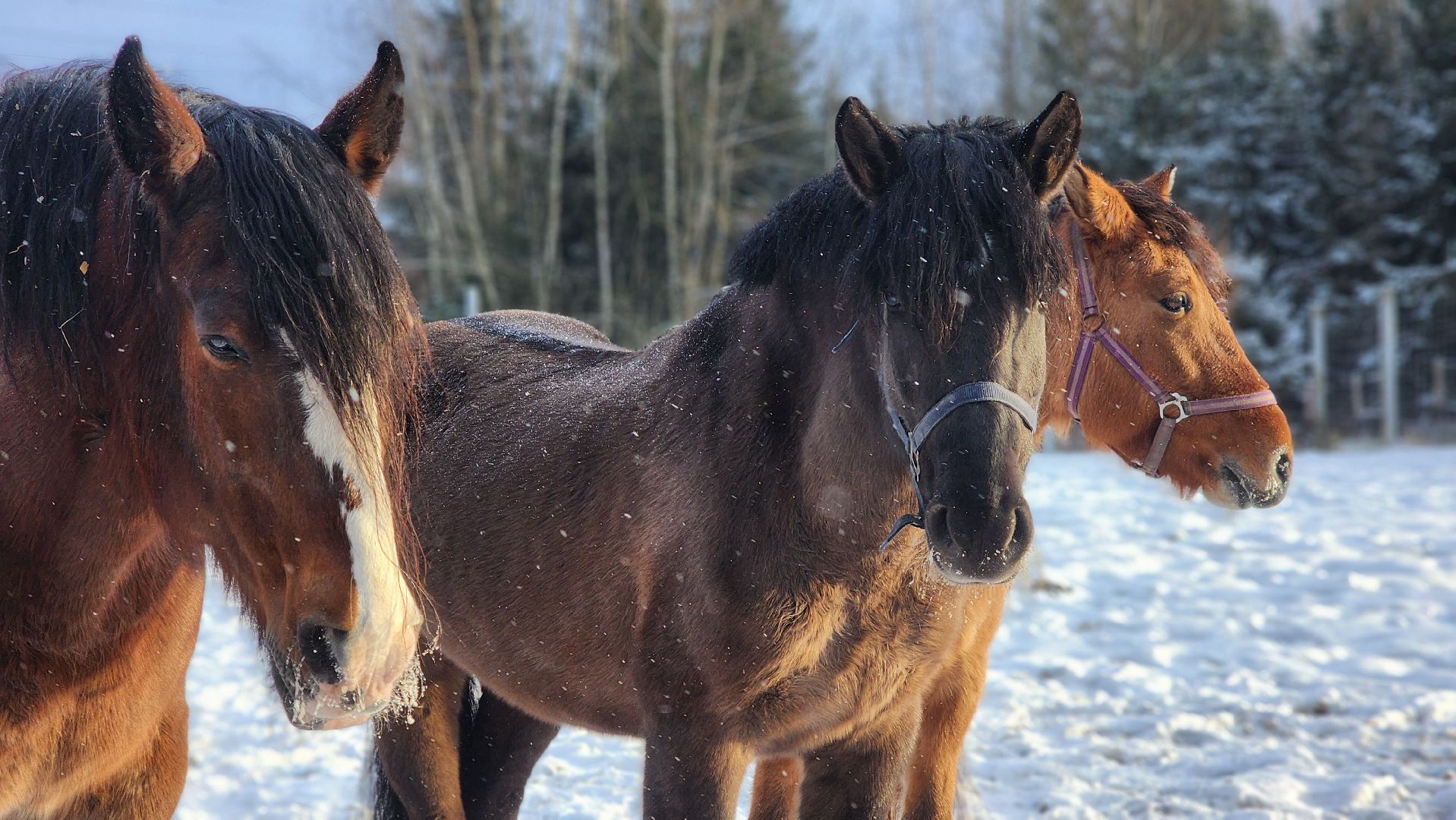 волоколамск, сычево, центр воспроизводства редких видов животных, пони, глафира, досуг,