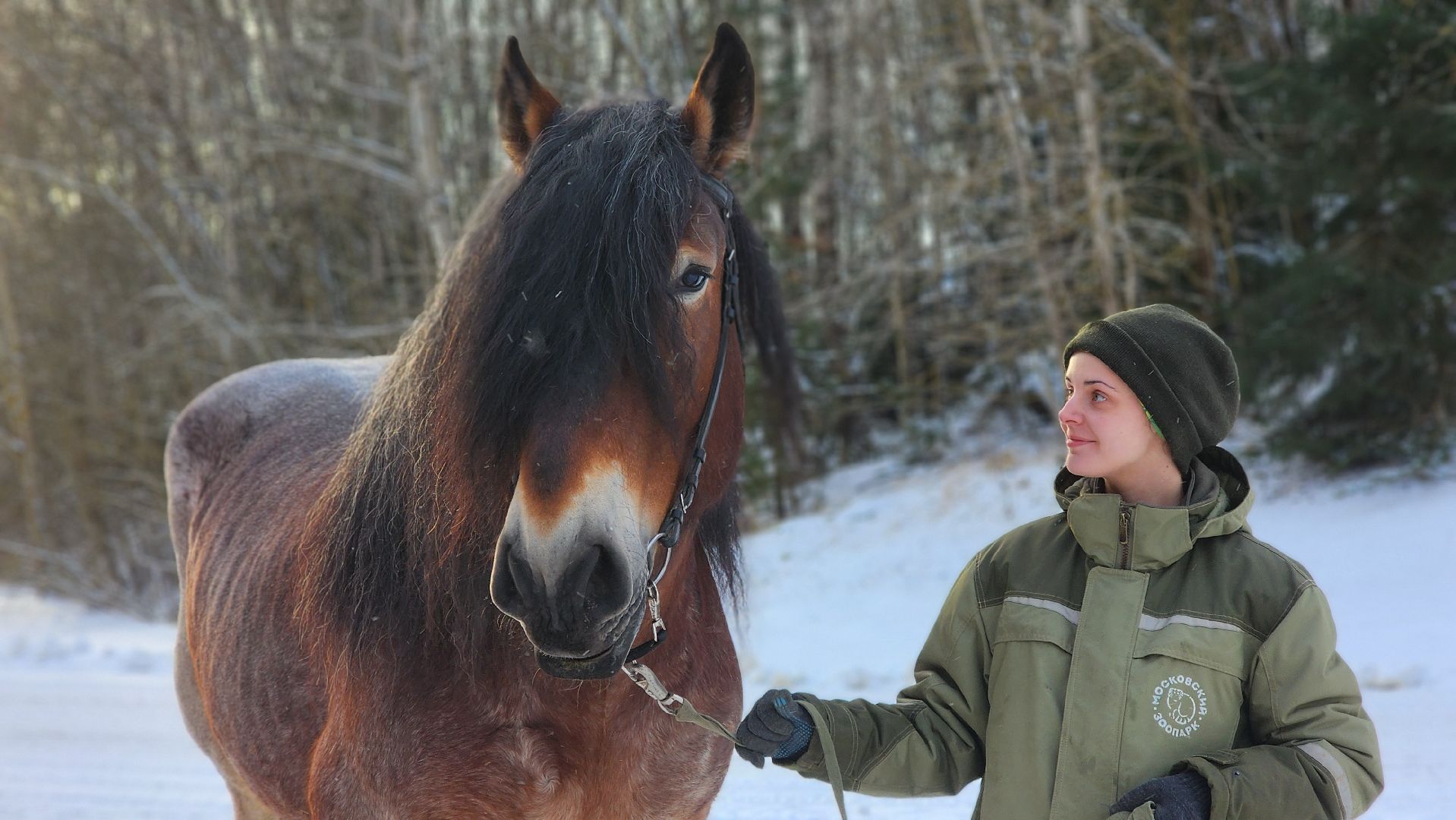 волоколамск, сычево, центр воспроизводства редких видов животных, пони, глафира, досуг,