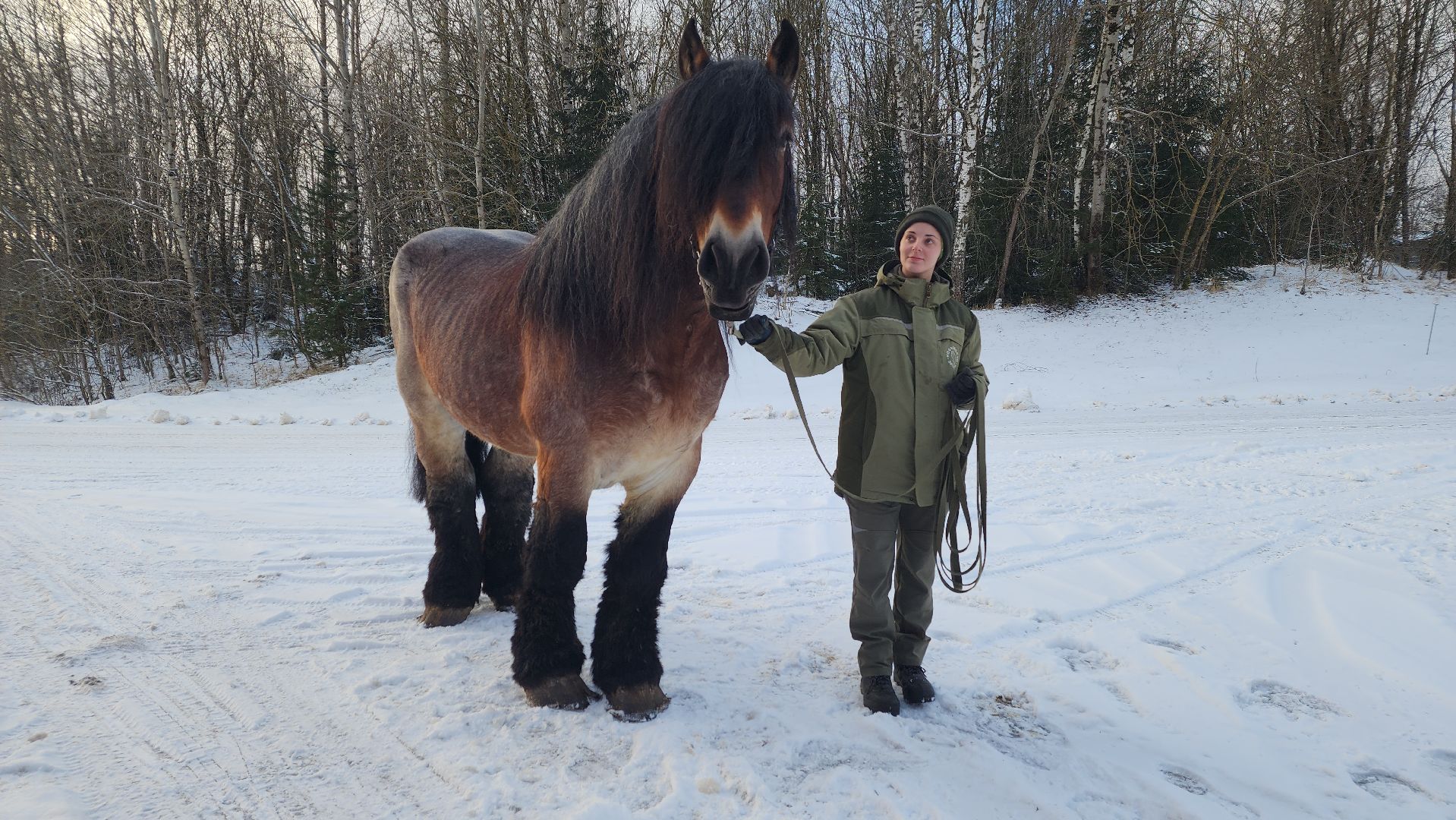 волоколамск, сычево, центр воспроизводства редких видов животных, пони, глафира, досуг,