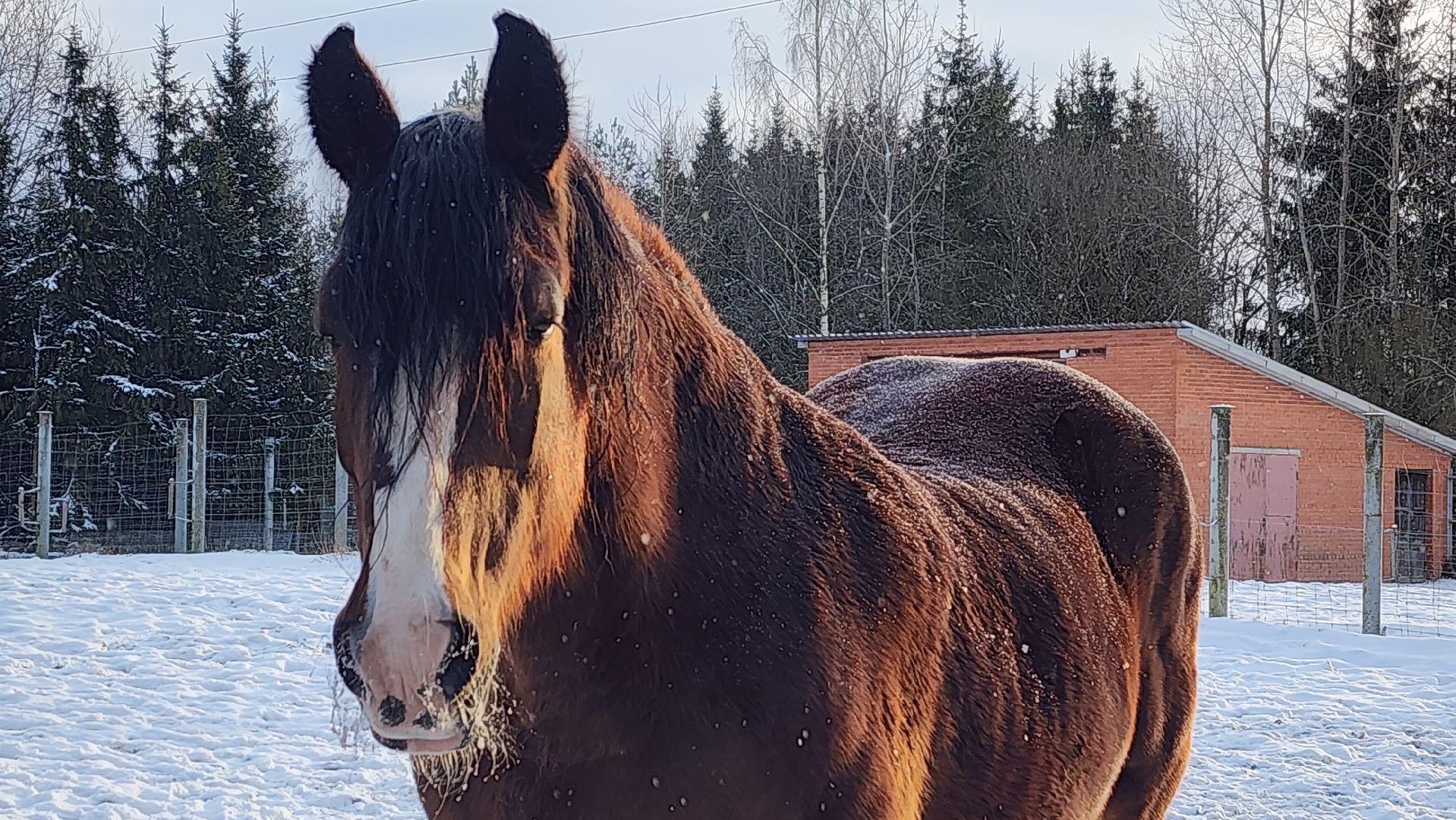 волоколамск, сычево, центр воспроизводства редких видов животных, пони, глафира, досуг,