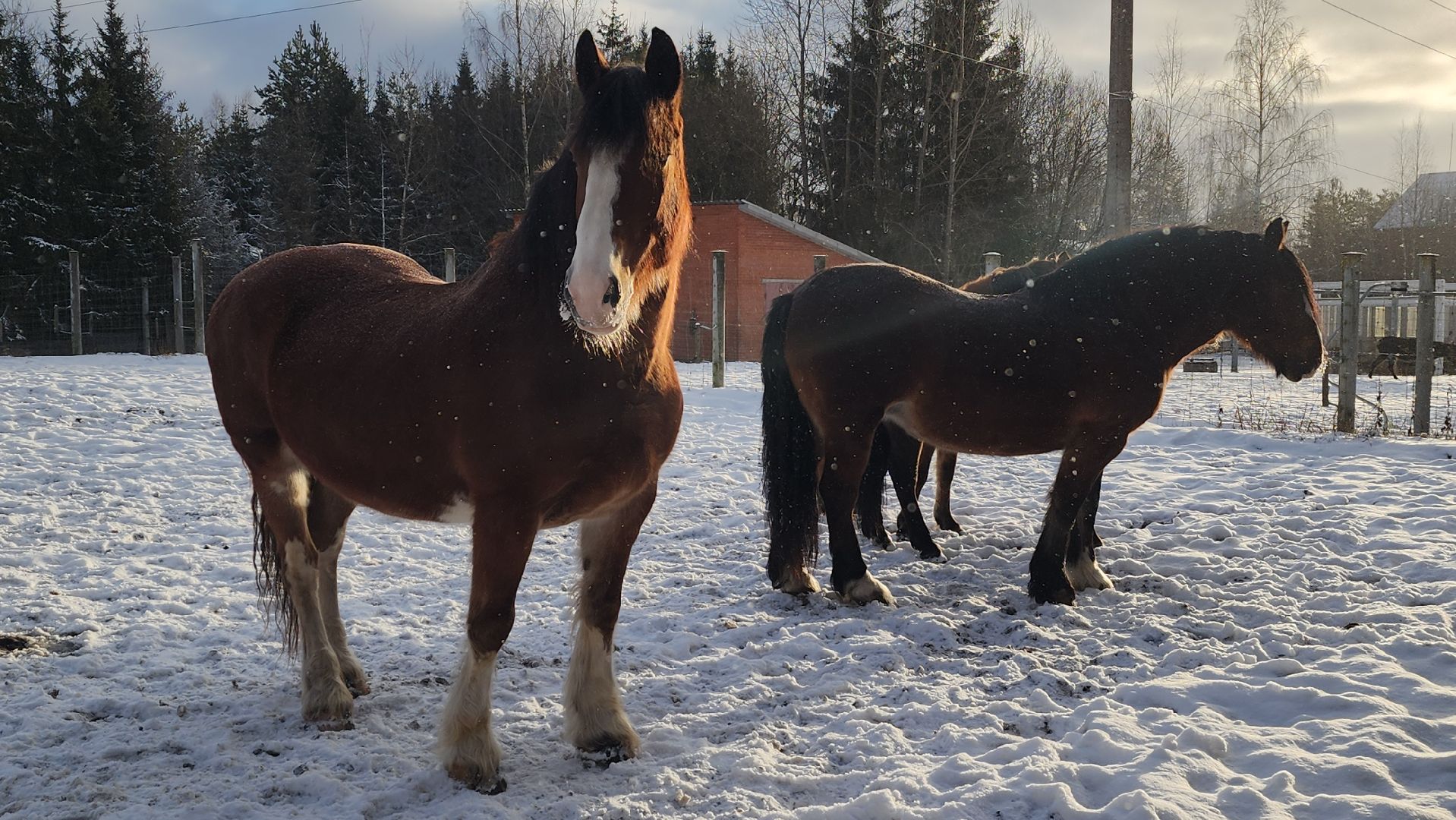 волоколамск, сычево, центр воспроизводства редких видов животных, пони, глафира, досуг,