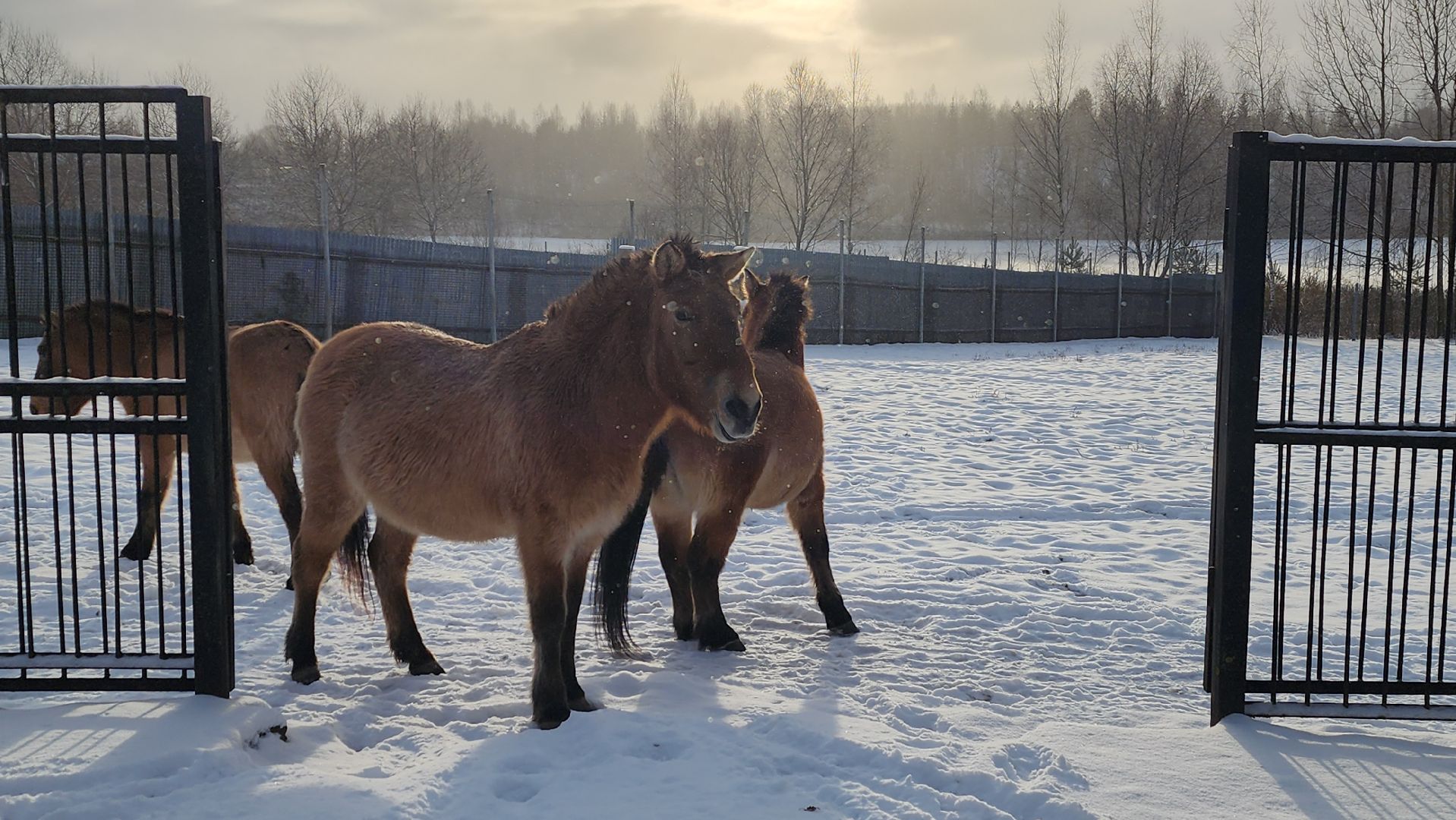 волоколамск, сычево, центр воспроизводства редких видов животных, пони, глафира, досуг,