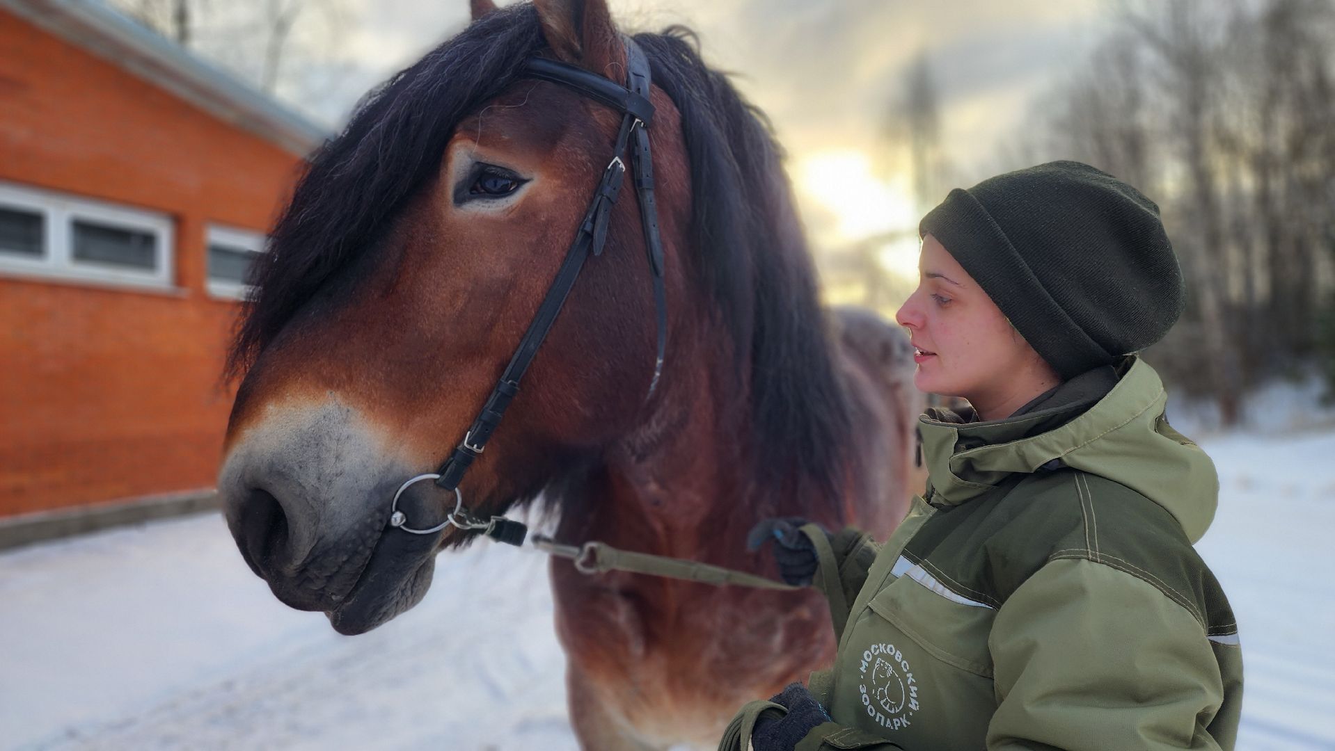 волоколамск, сычево, центр воспроизводства редких видов животных, пони, глафира, досуг,