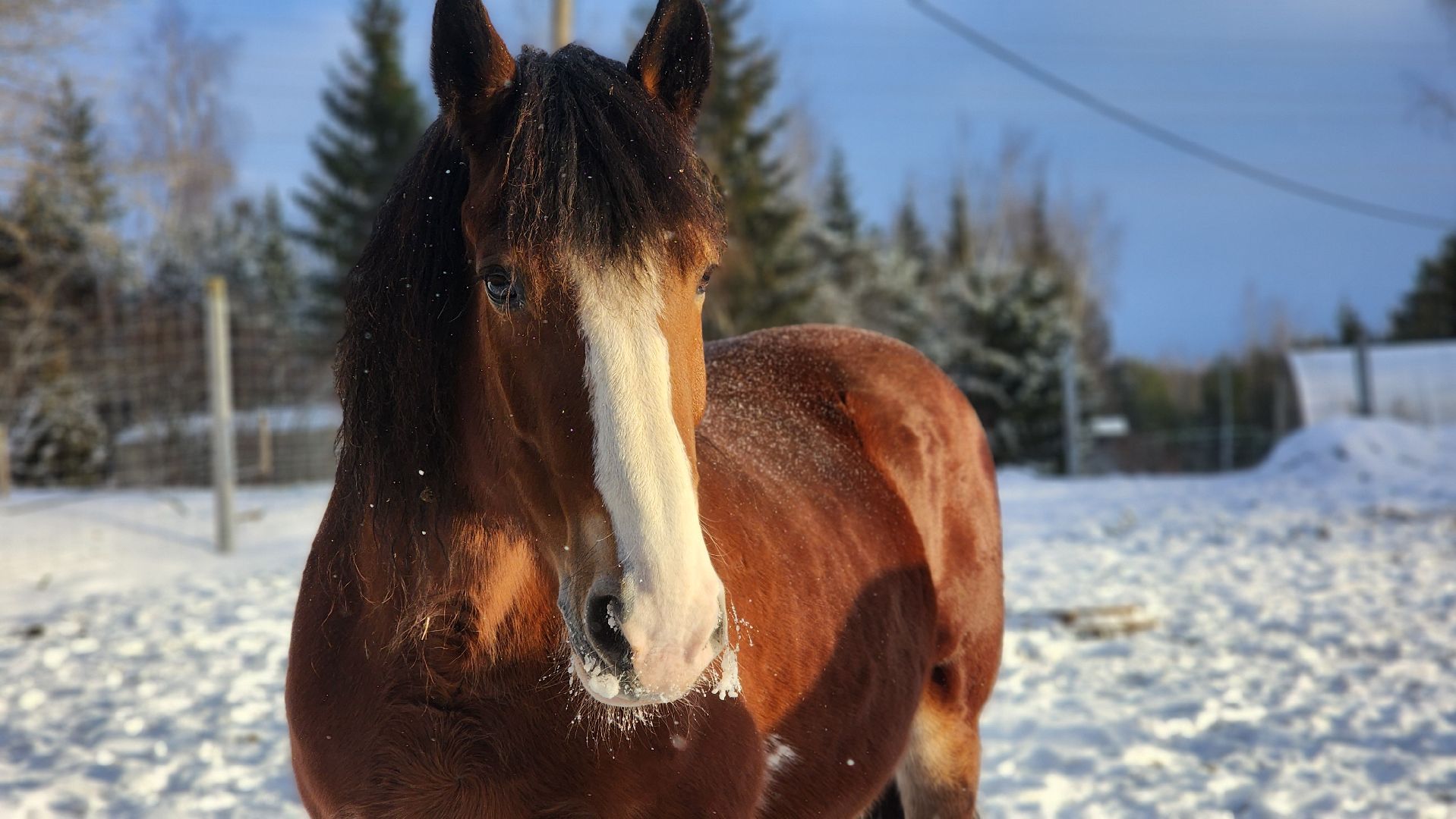 волоколамск, сычево, центр воспроизводства редких видов животных, пони, глафира, досуг,